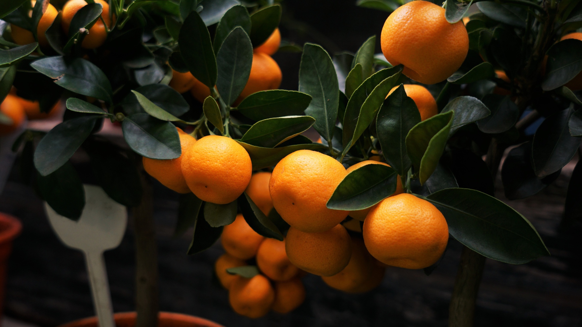 Много спелых плодов мандарина на дереве 