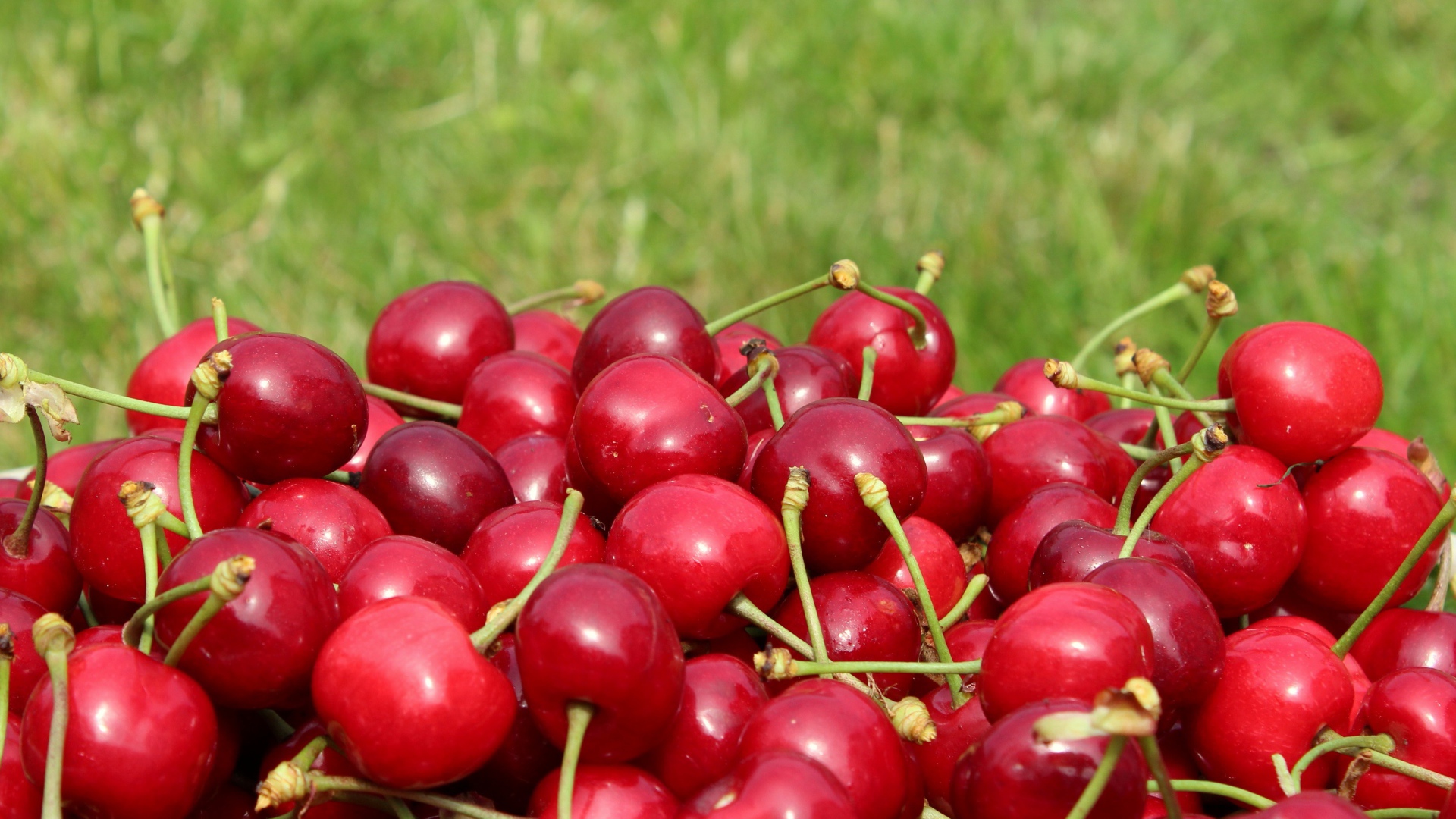 Красные черешни на фоне зеленой травы 