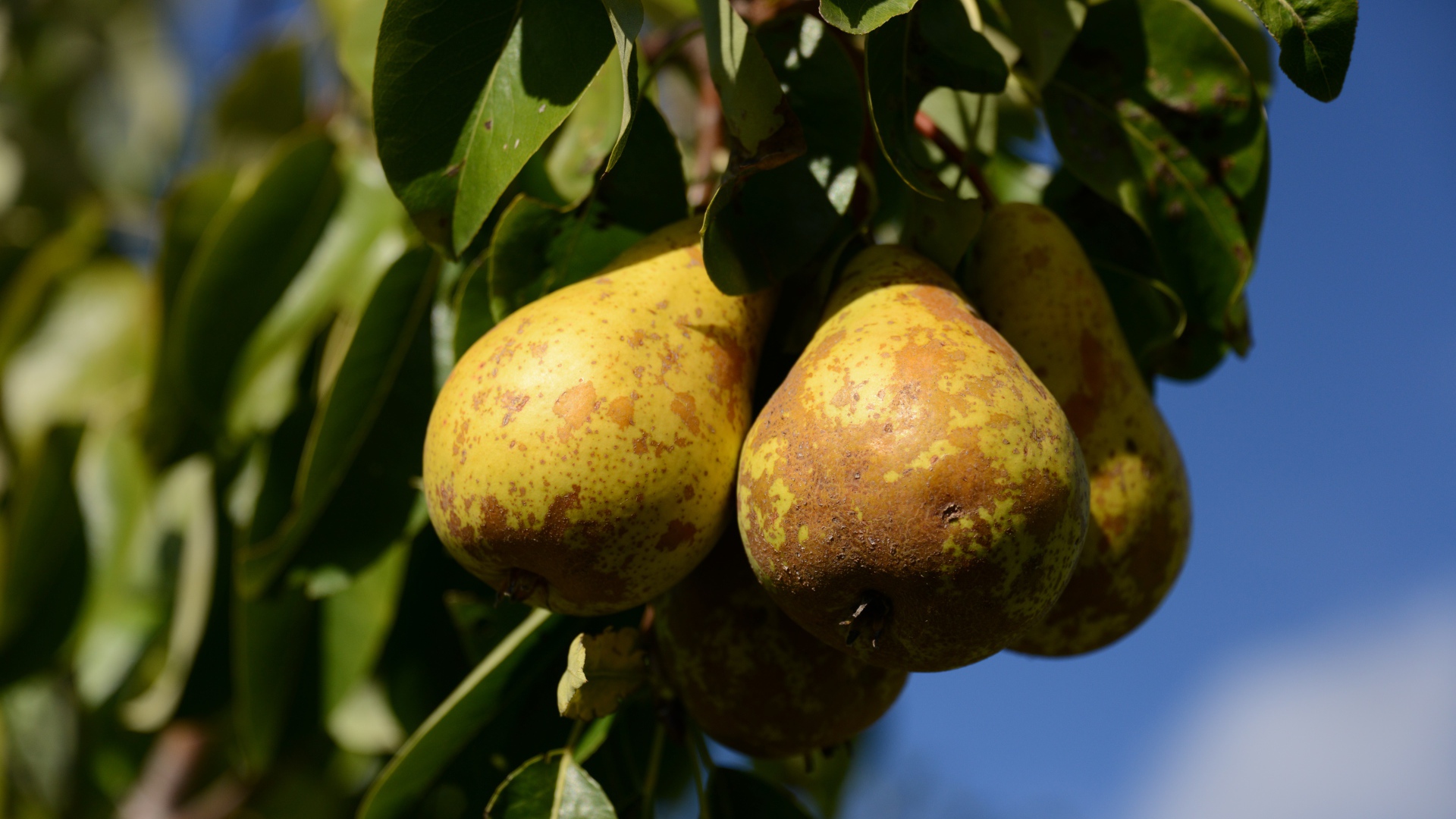 Спелые груши на дереве в зеленых листьях 
