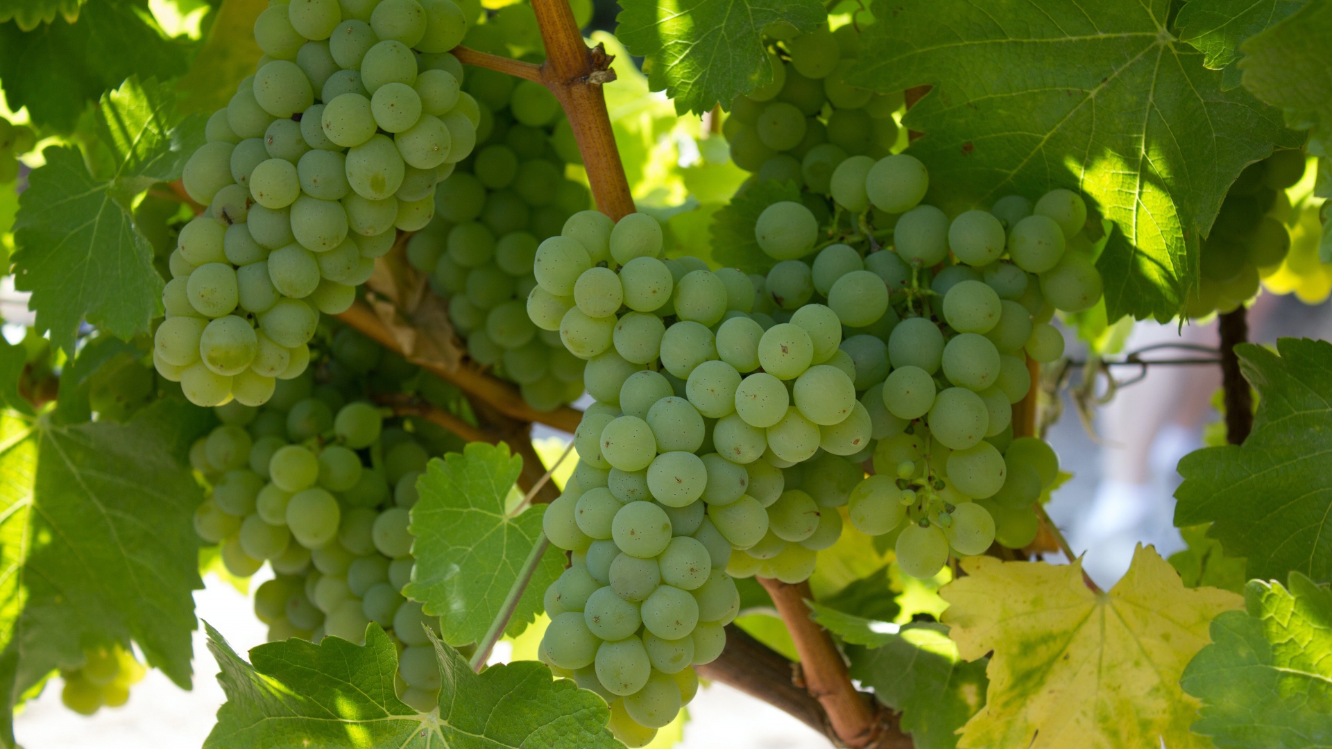 Спелый белый виноград на гроздьях 