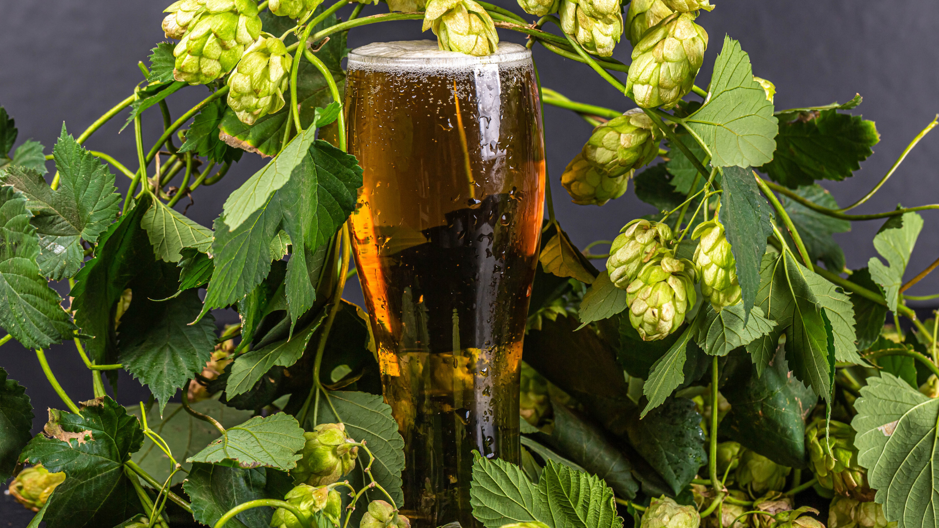 Бокал холодного пива с шишками хмеля на сером фоне