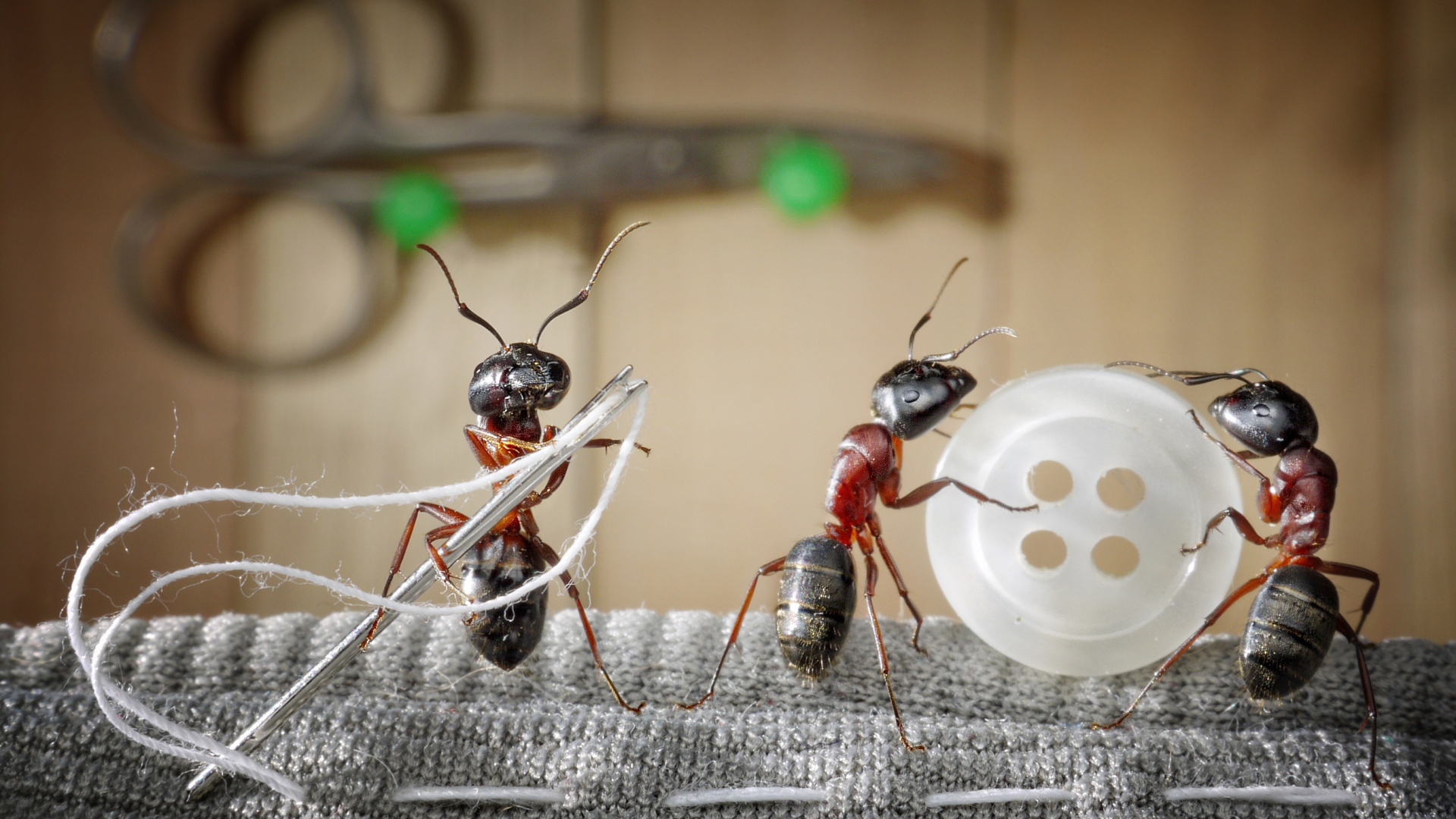 Три муравья пришивают пуговицу