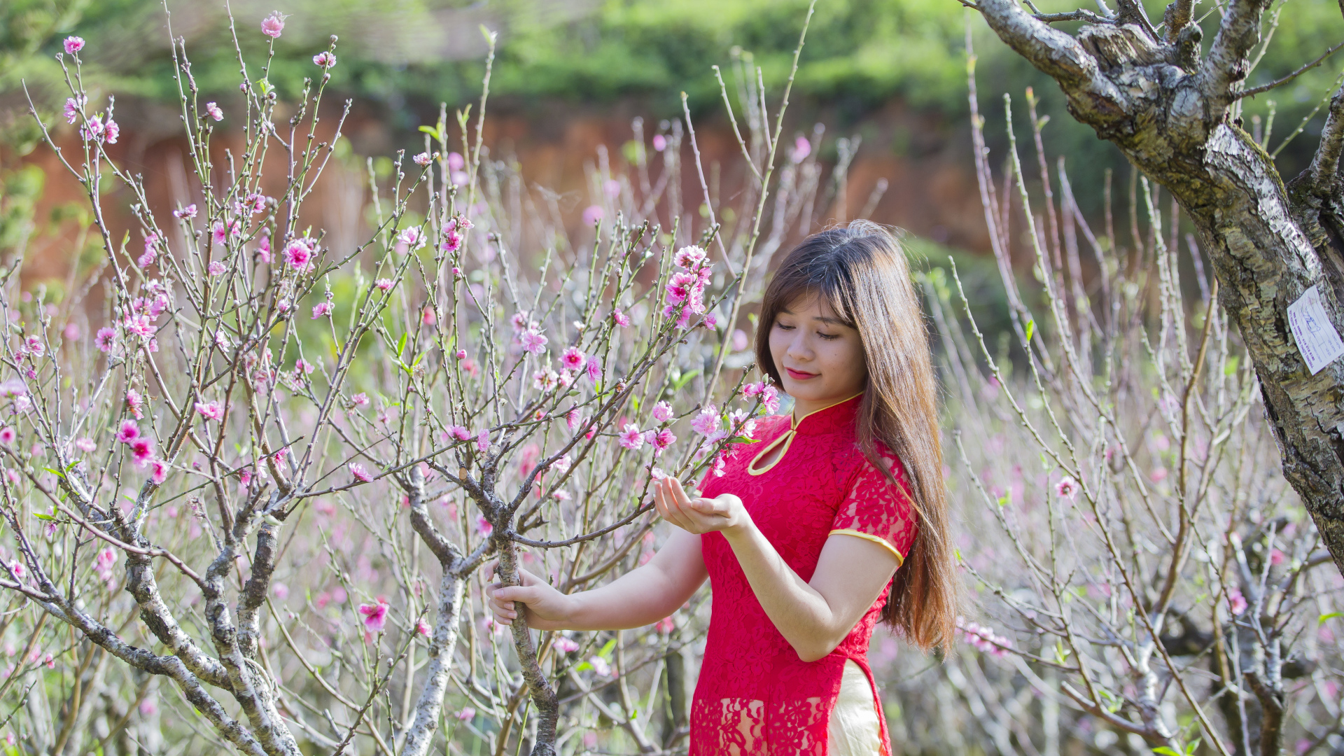 Красивая азиатка в красном наряде у дерева сакуры