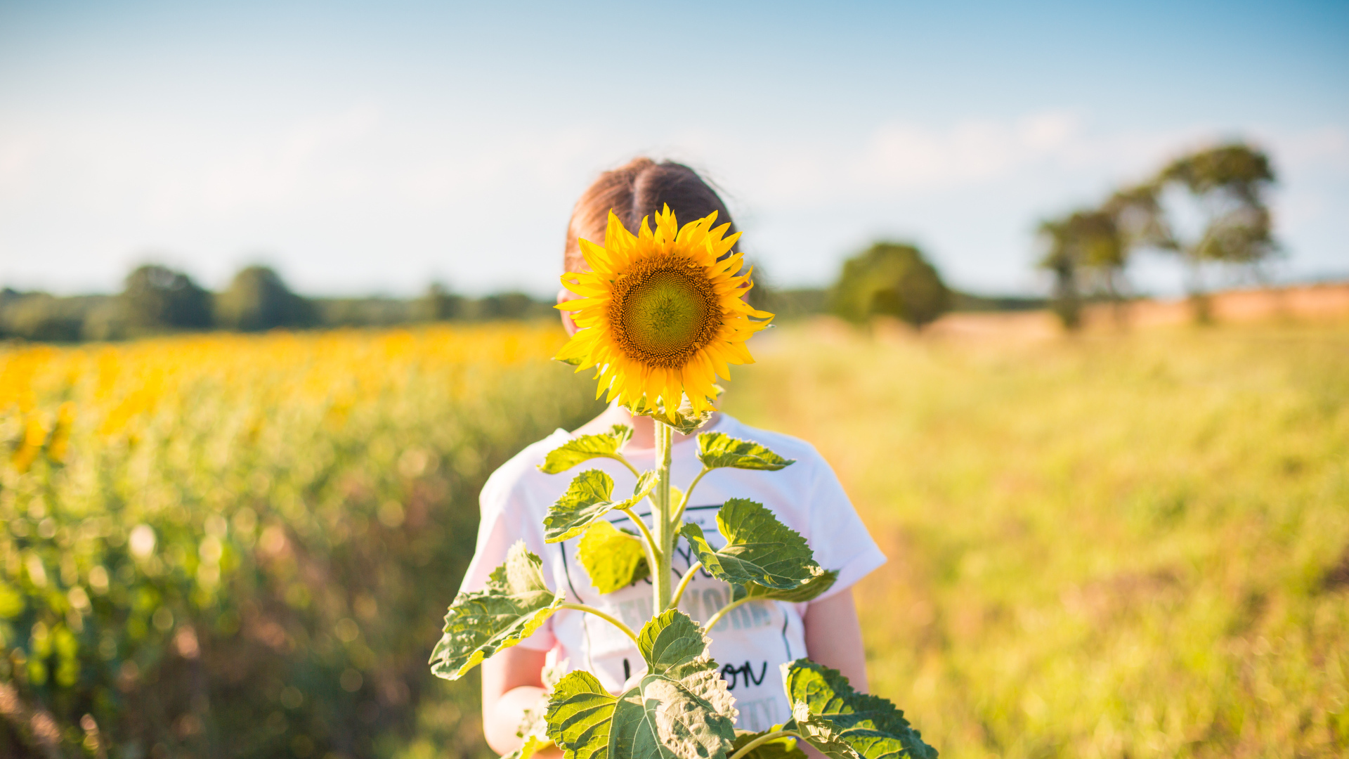 Девушка прячется за цветком подсолнуха летом