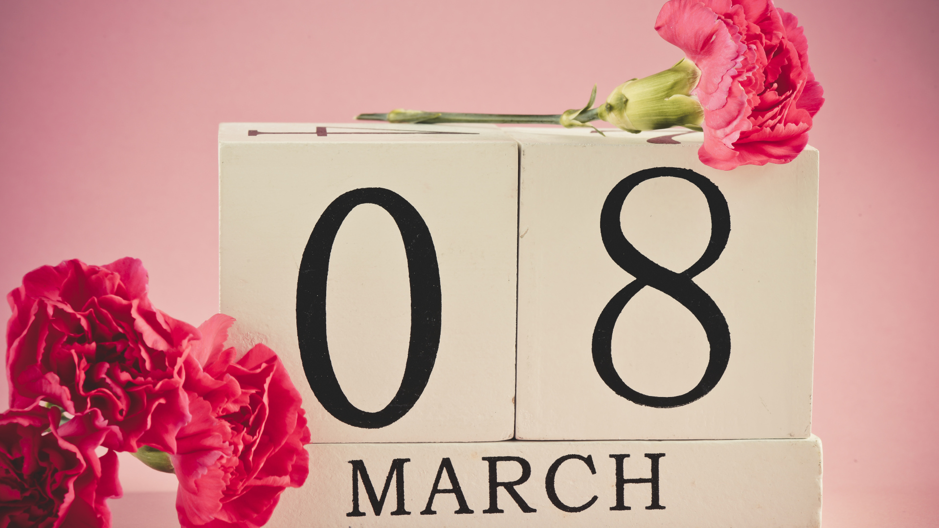 Розовые гвоздики в подарок на 8 марта