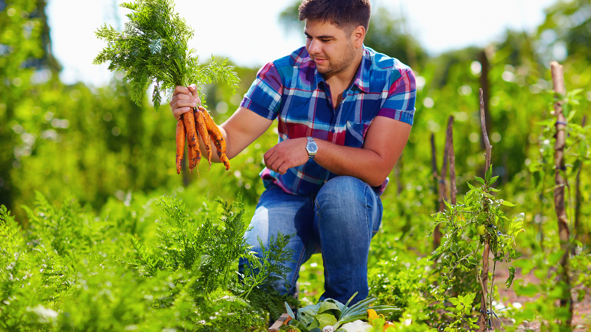 Мужчина фермер собирает урожай моркови