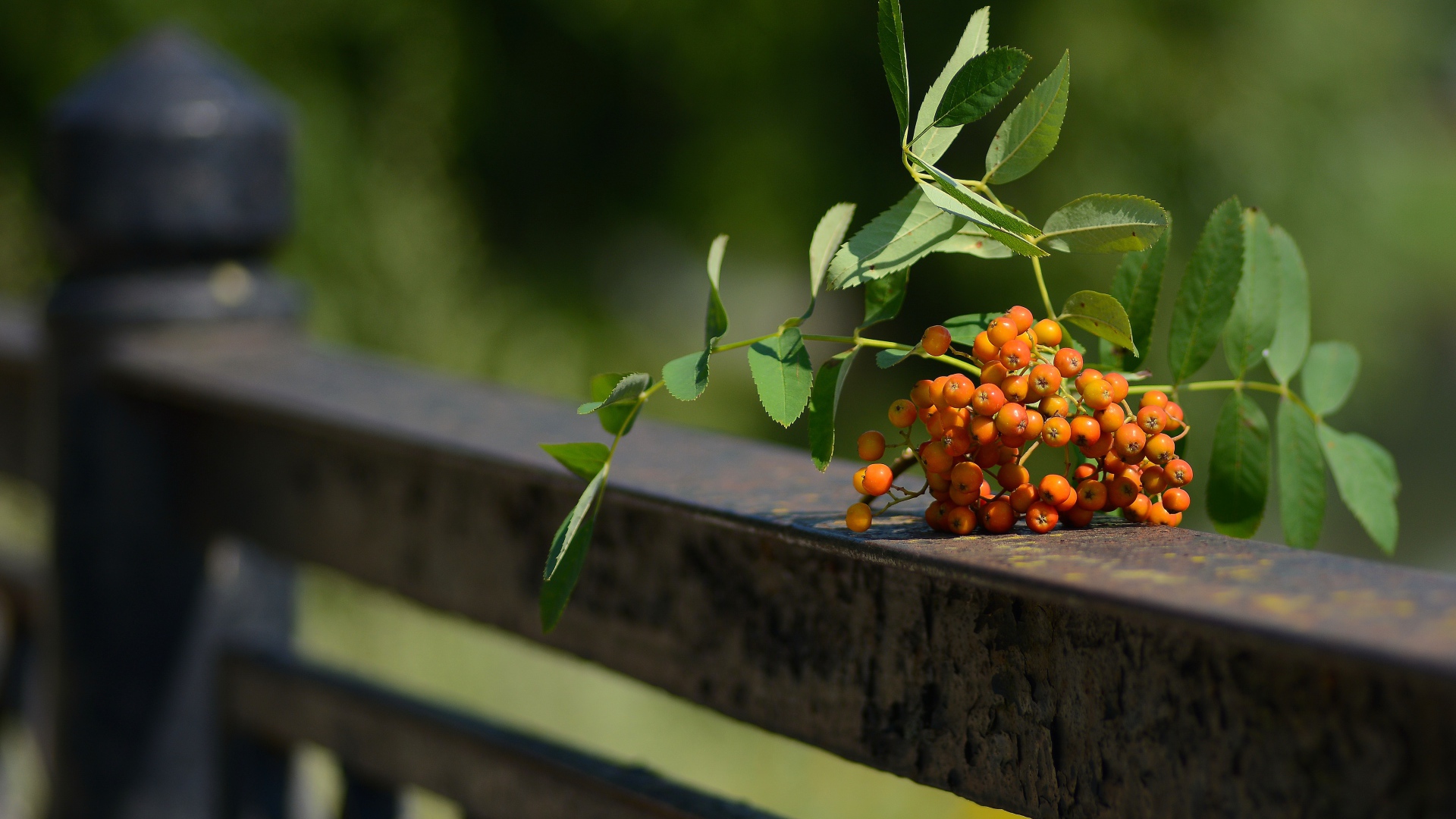 Гроздь оранжевой рябины лежит на перилах