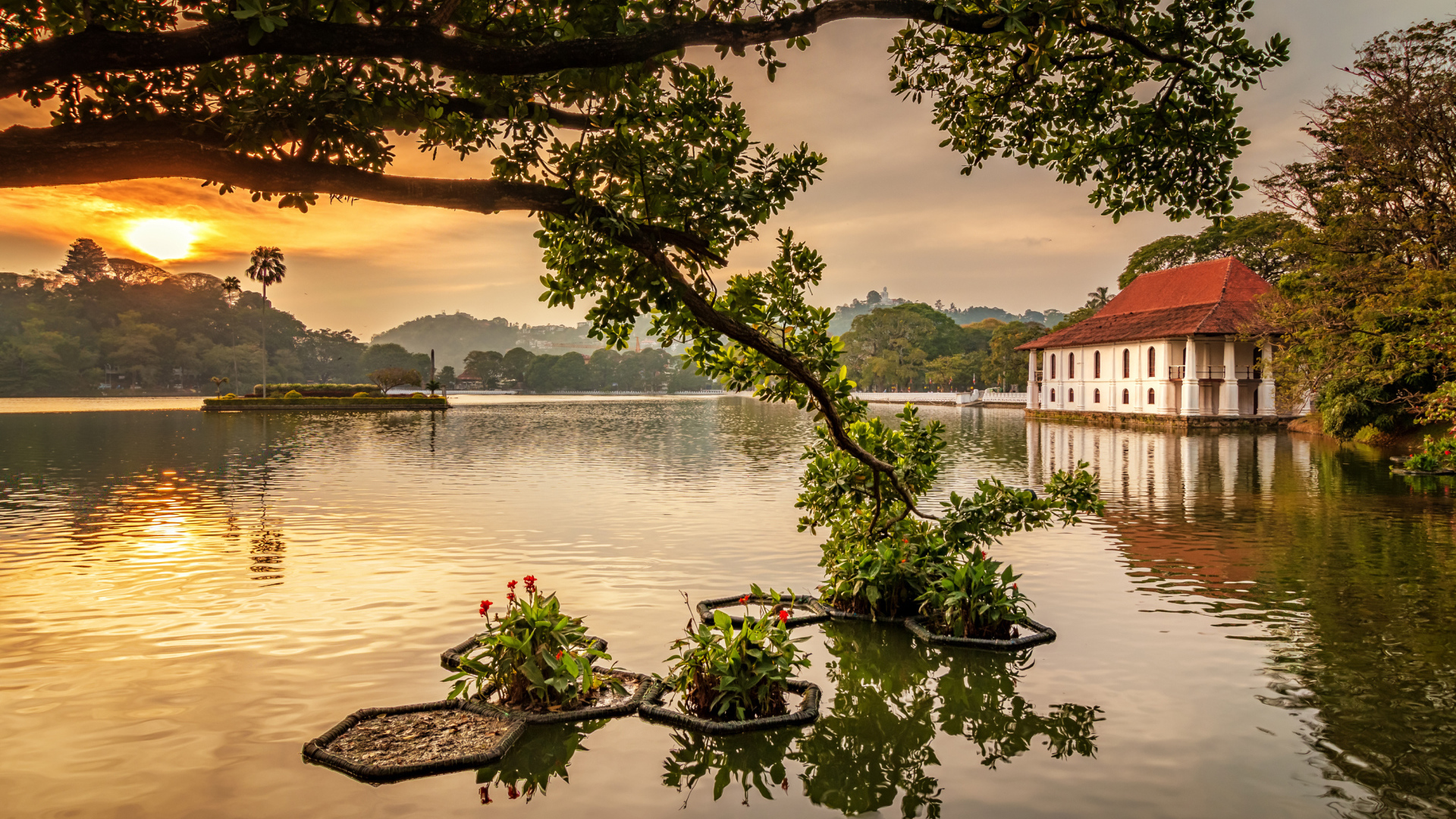 Ветка дерева опустилась в озеро на закате 