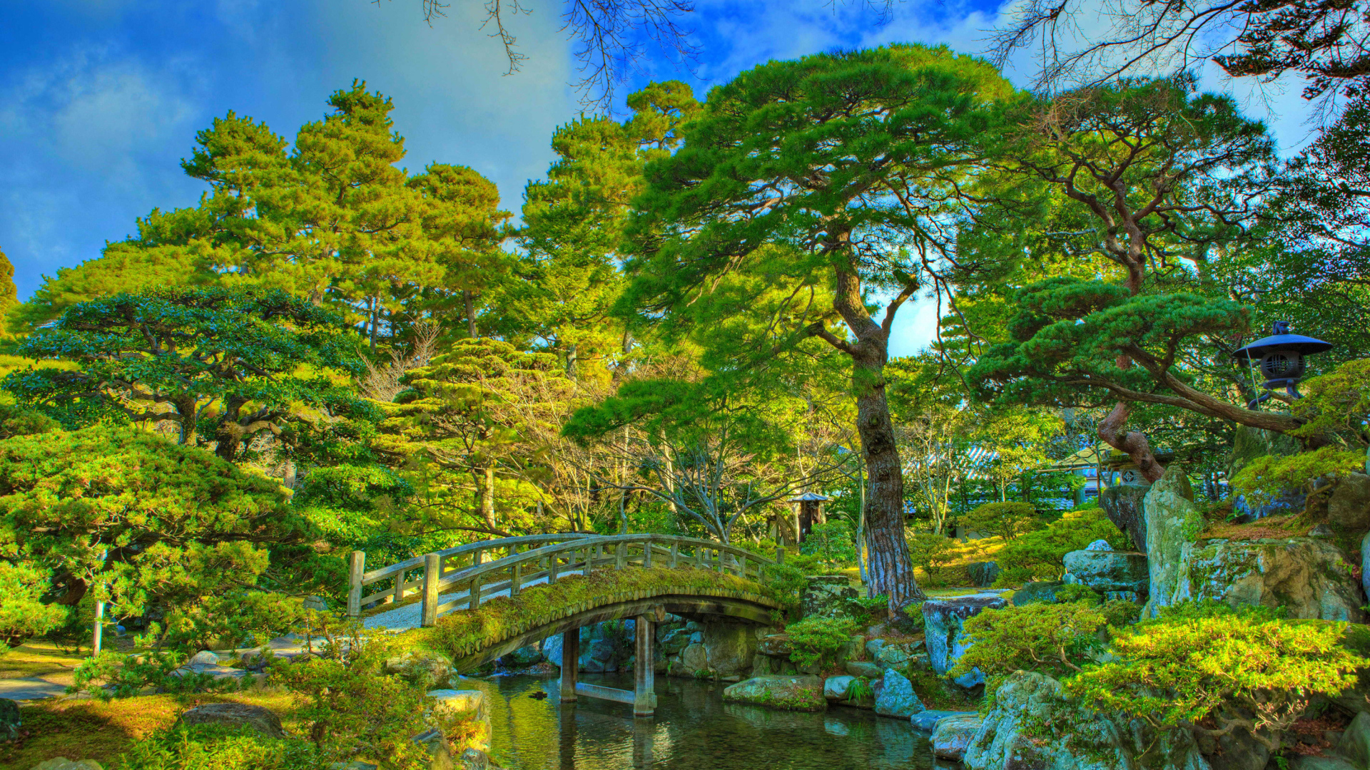 Красивые зеленые деревья в парке у реки