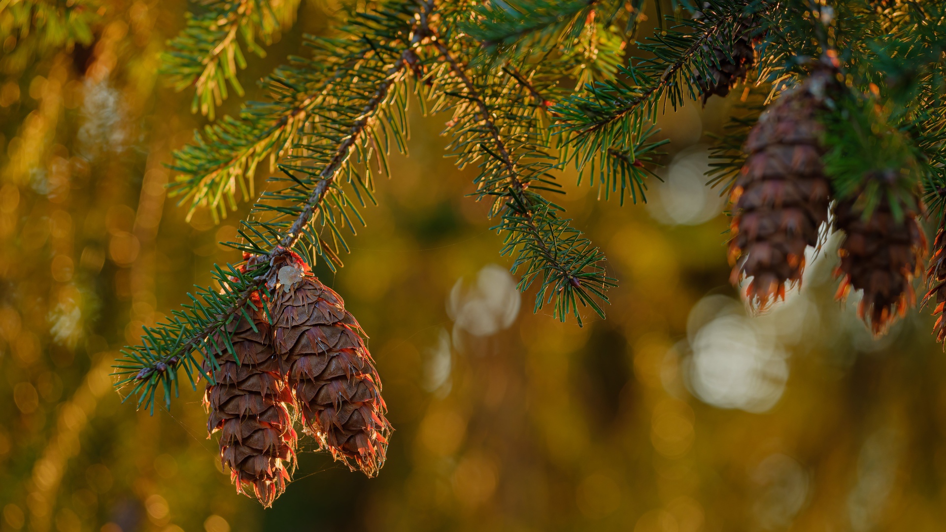 Шишки растут на колючей зеленой ветке ели 