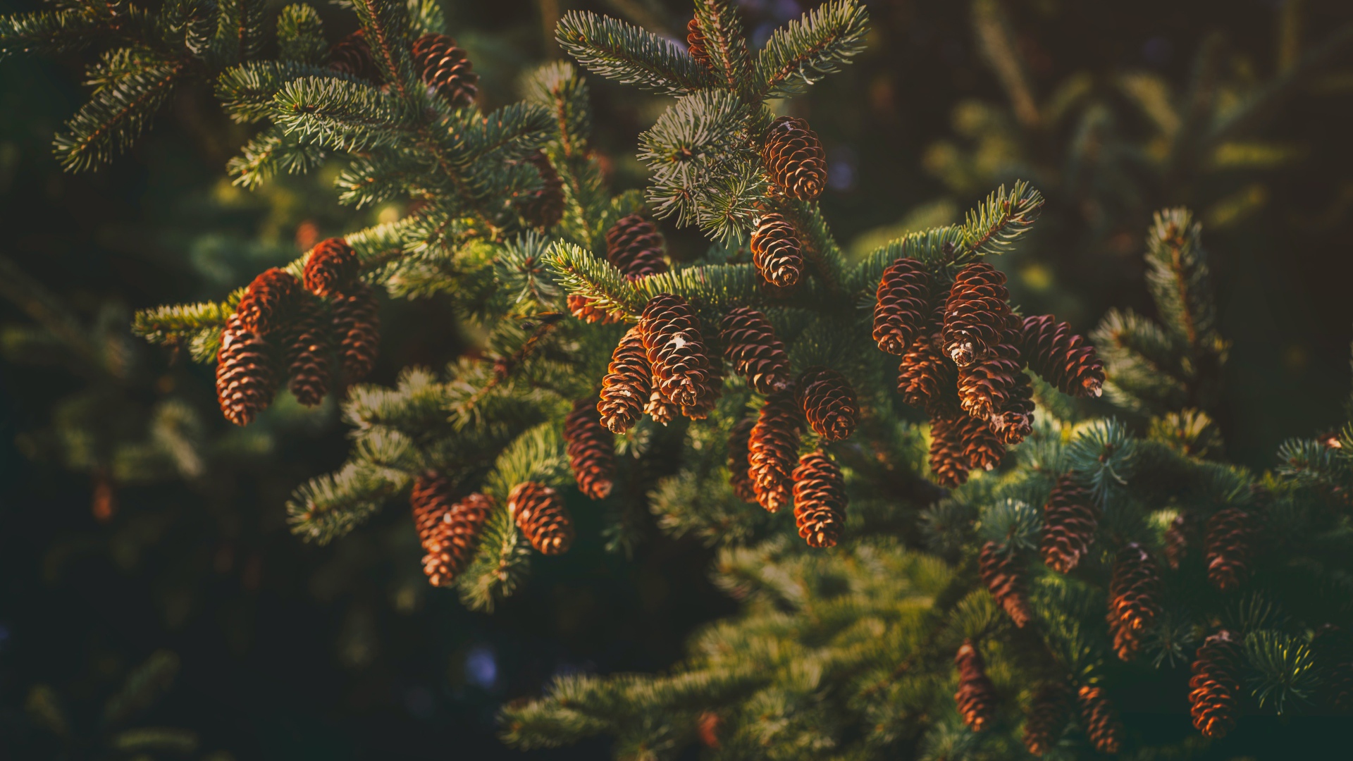 Пушистая еловая ветка с шишками