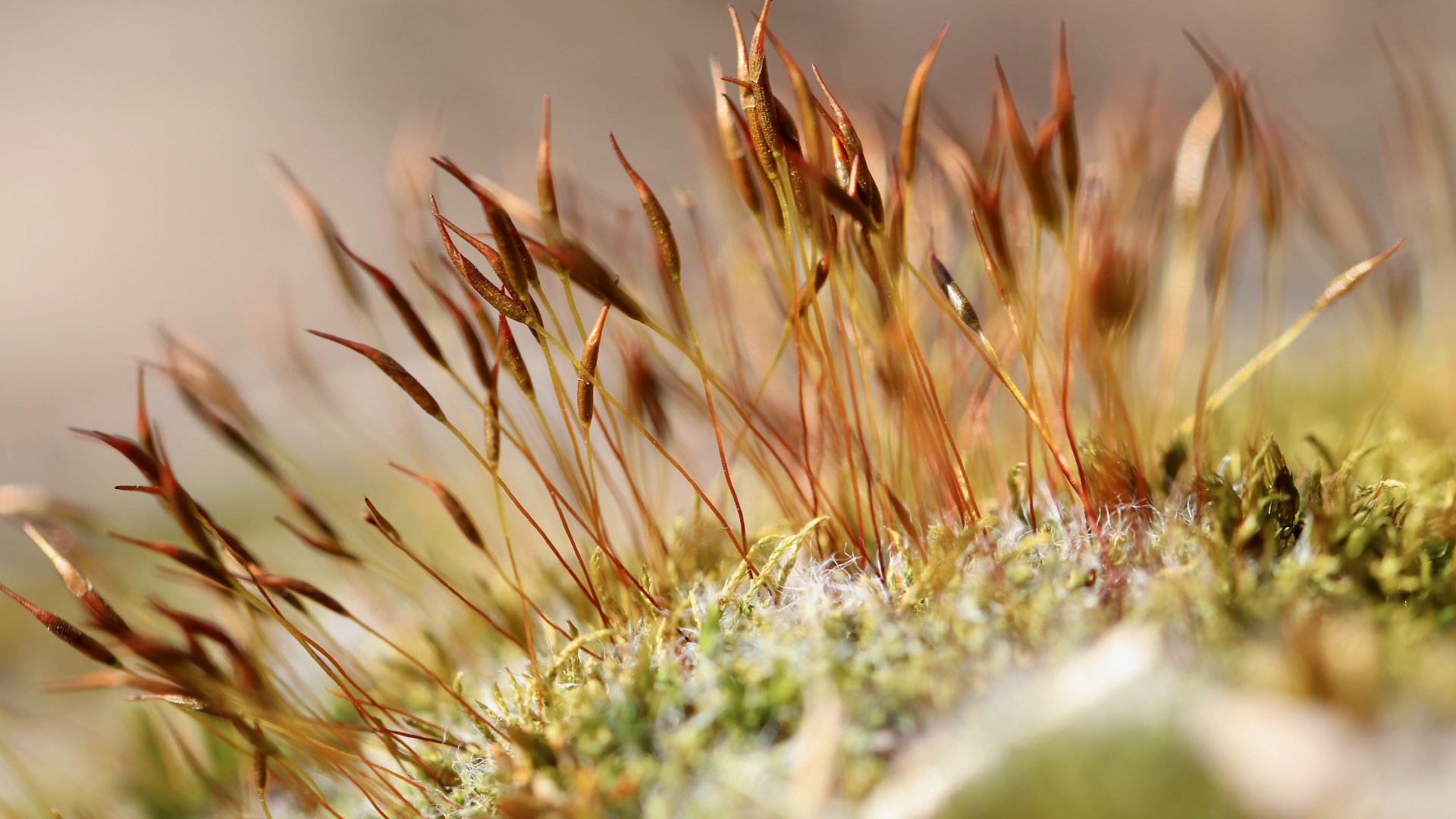 Зеленый мох крупным планом 