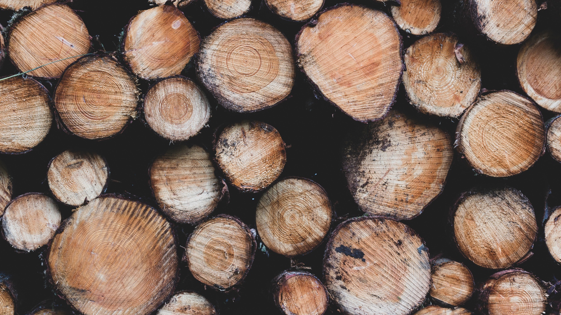 Заготовка дров к суровой зиме