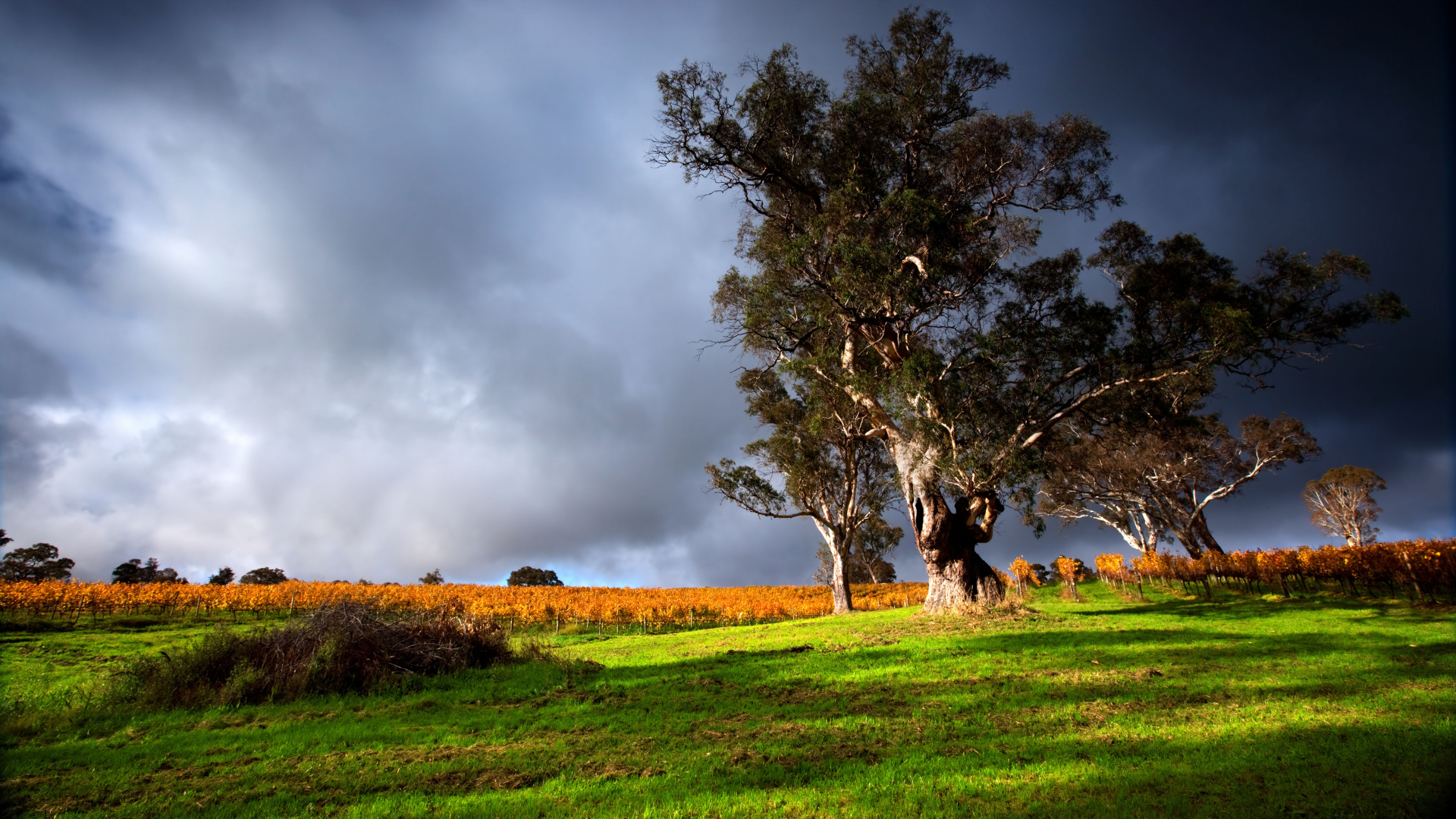 Высокое дерево под грозовым небом 