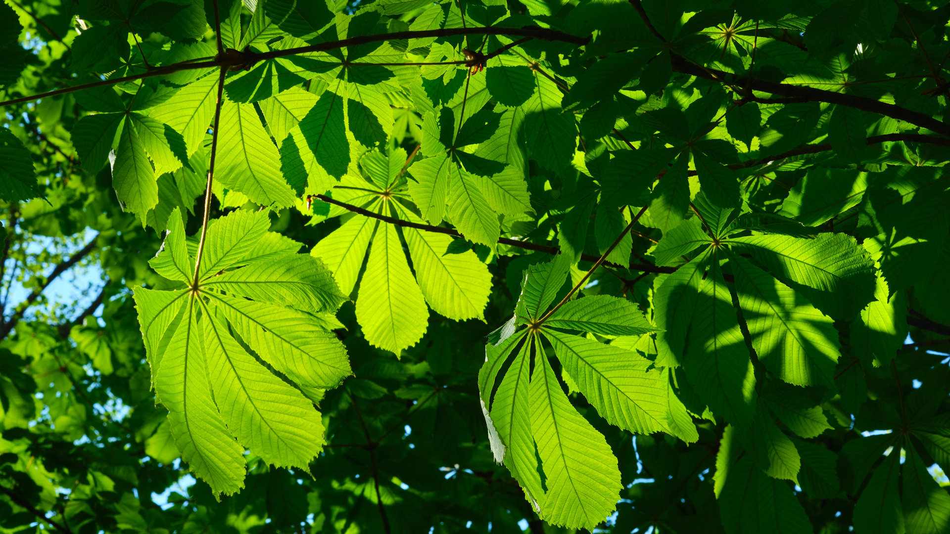 Солнце пробивается сквозь зеленые листья каштана 