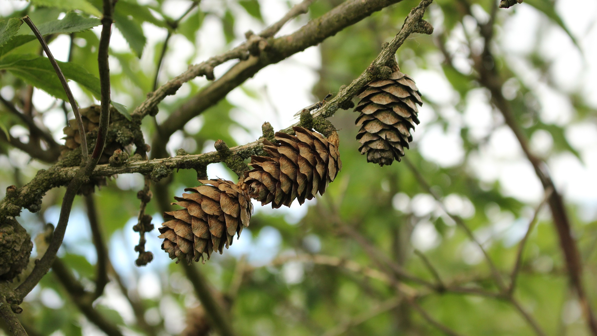 Три сосновые шишки висят на ветке 