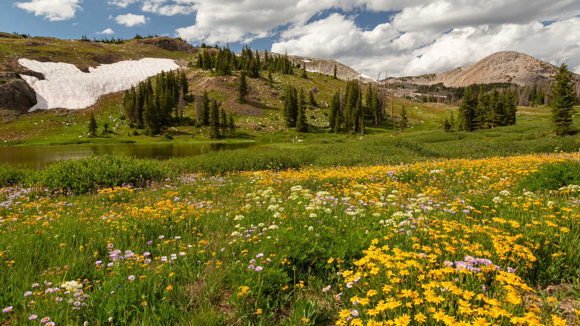 Желтые цветы на поляне в горах под белыми облаками