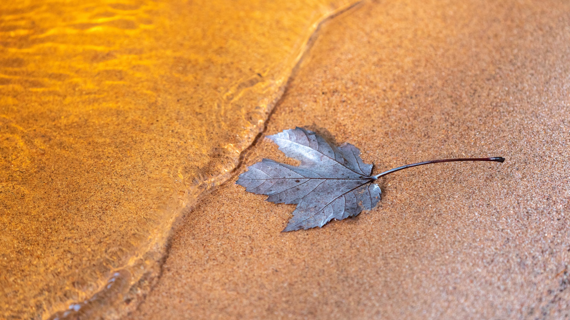 Лист лежит на песке у воды