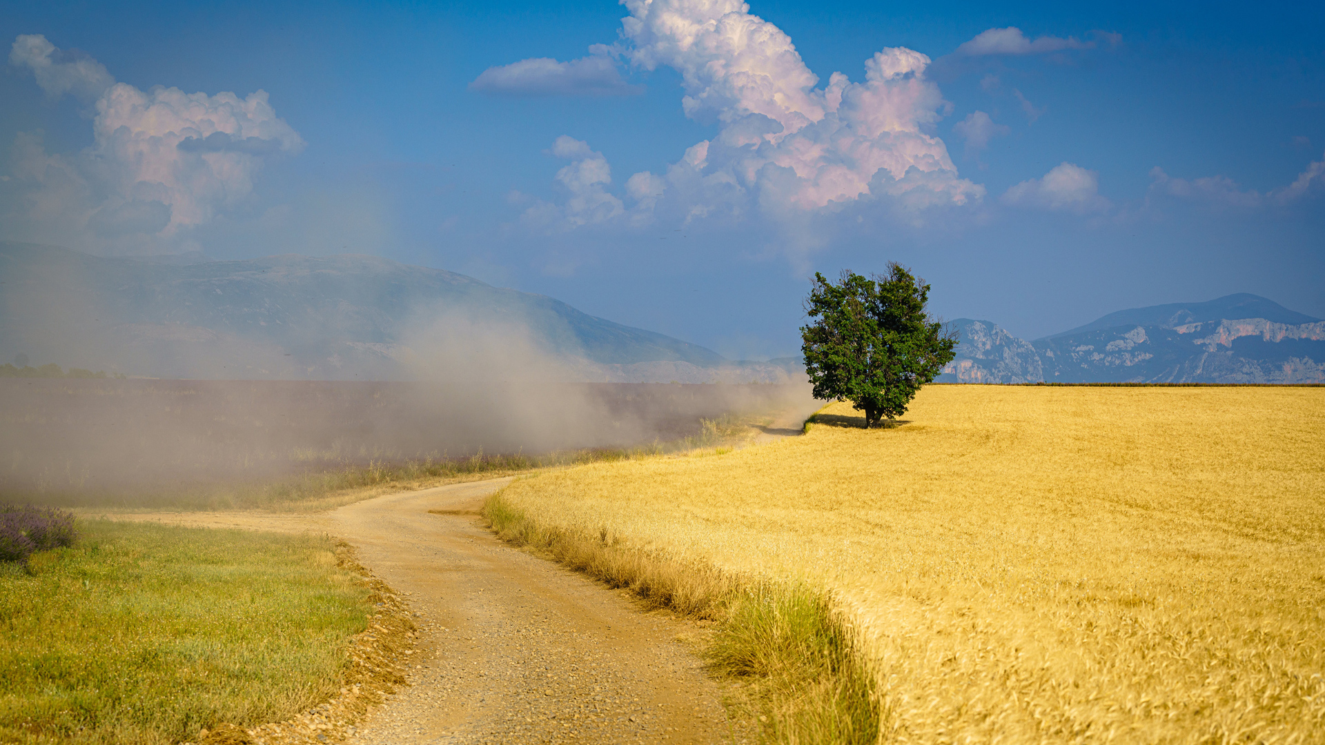 Пыльная дорога у поля с пшеницей под голубым небом 