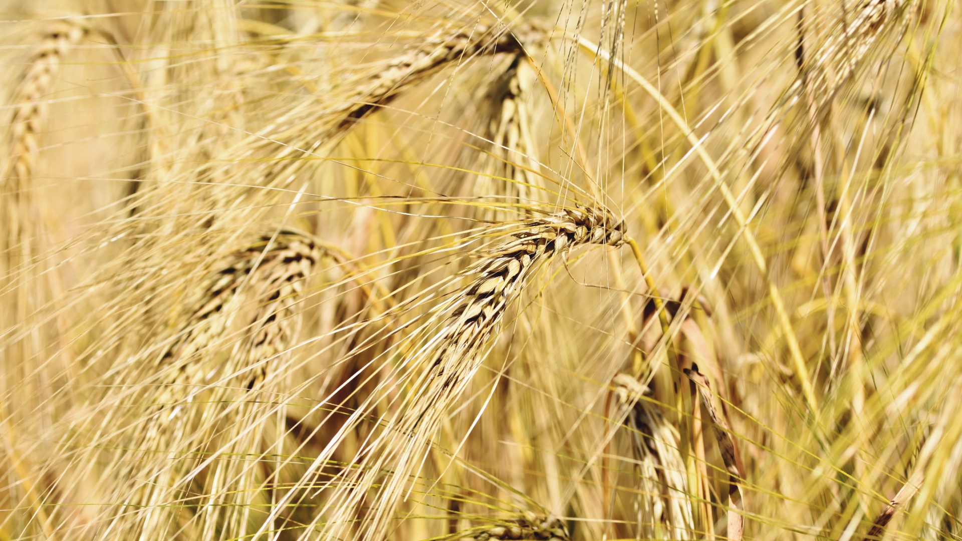 Спелые колосья пшеницы крупным планом