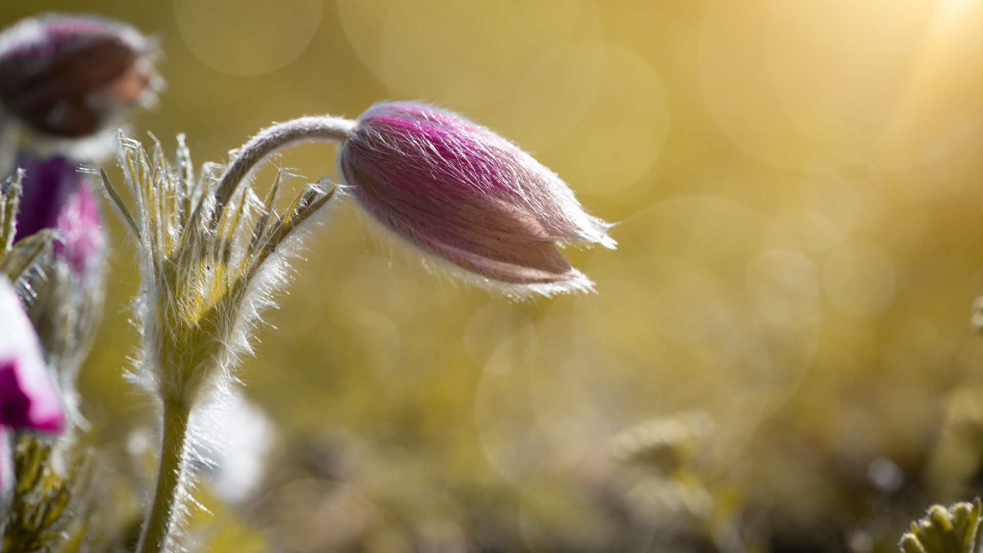 Бутон розового цветка прострел в поле в лучах солнца