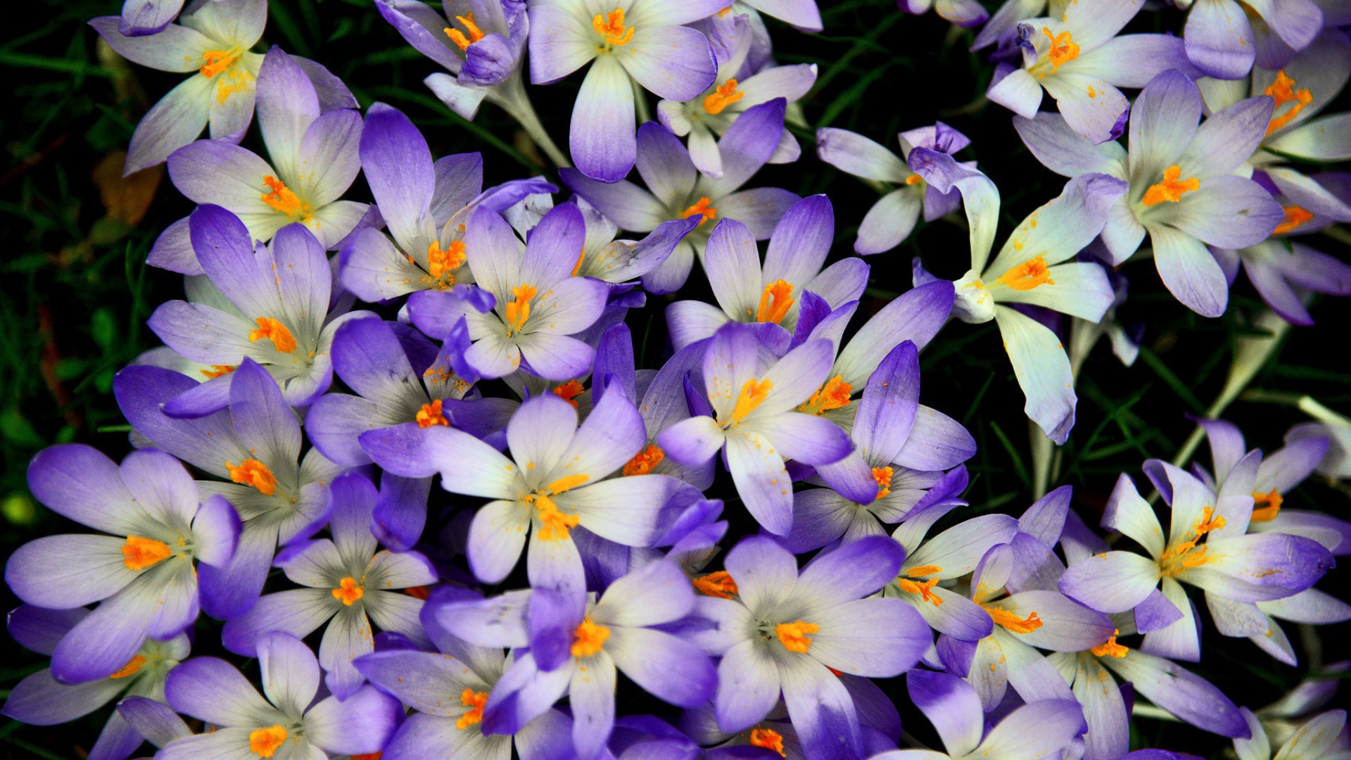 Много сиреневых крокусов крупным планом