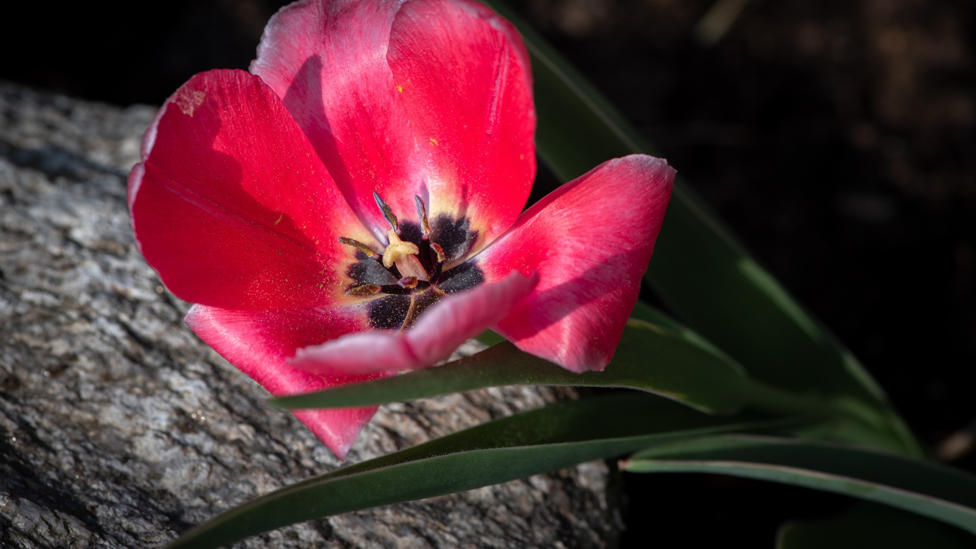 Розовый тюльпан с лучах солнца лежит на камне