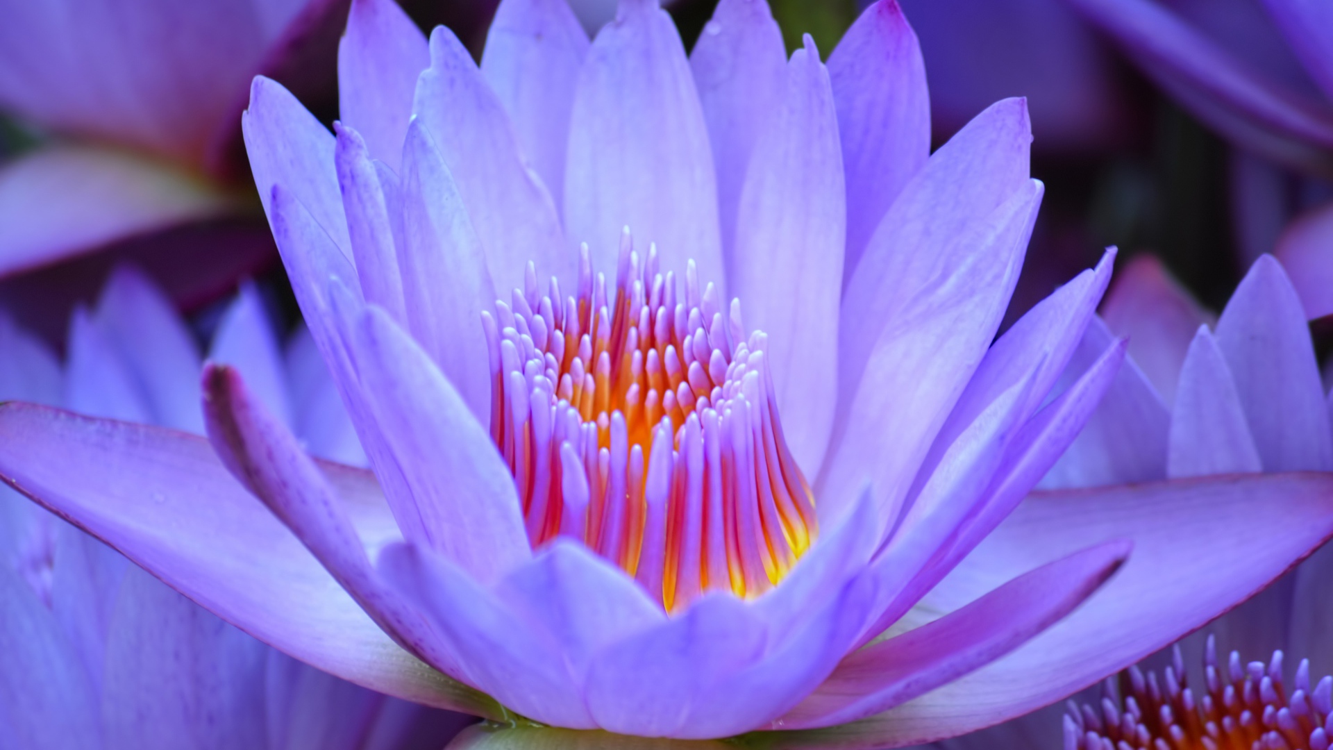 Красивый нежный фиолетовый цветок лотоса крупным планом 