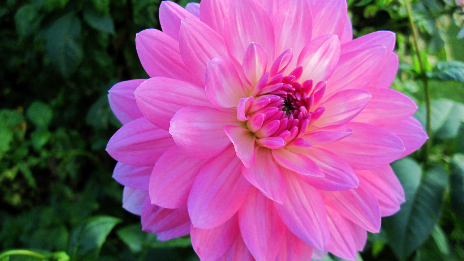 Красивый крупный розовый цветок георгины на клумбе 