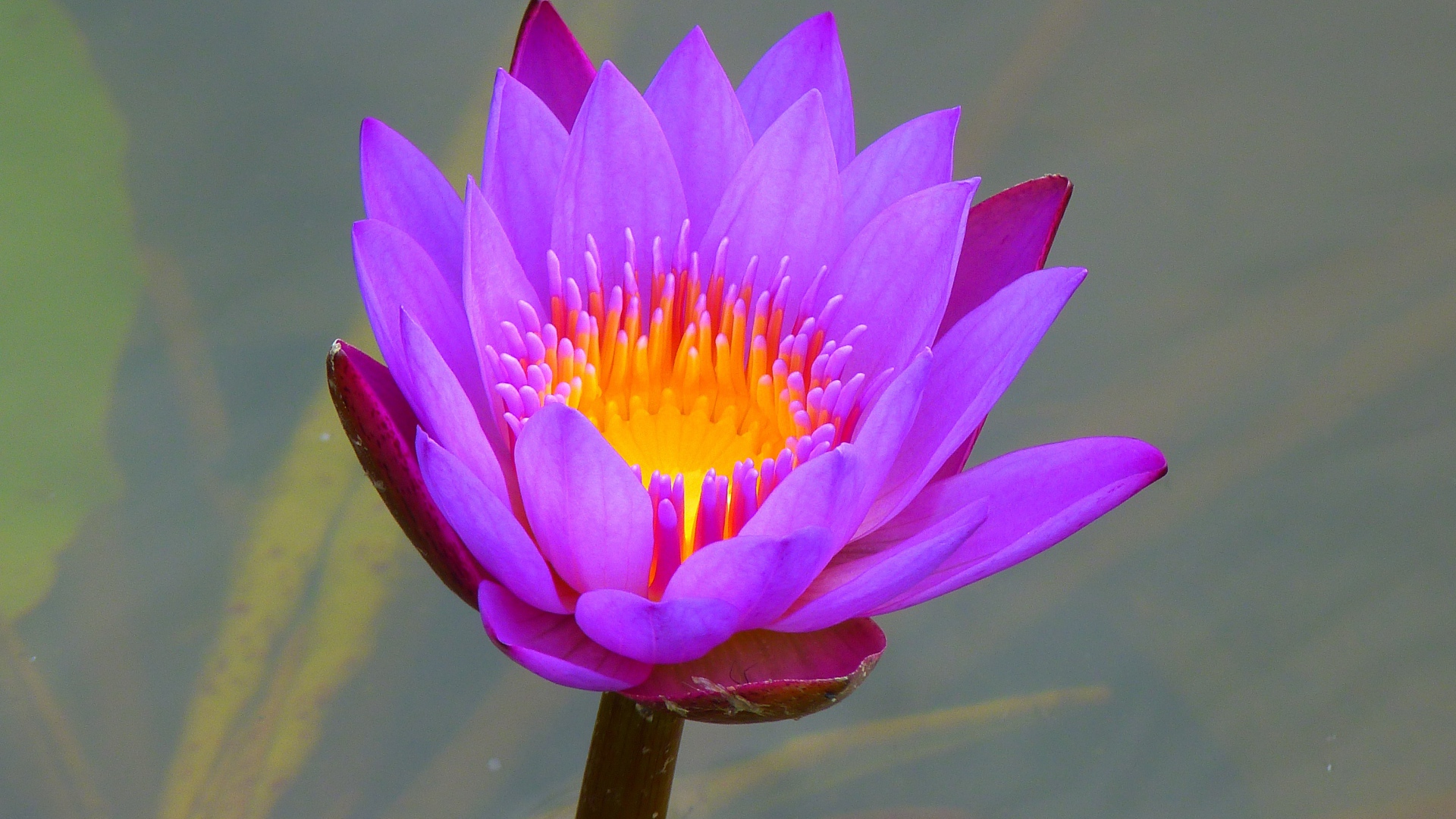 Красивый сиреневый цветок лотоса в воде