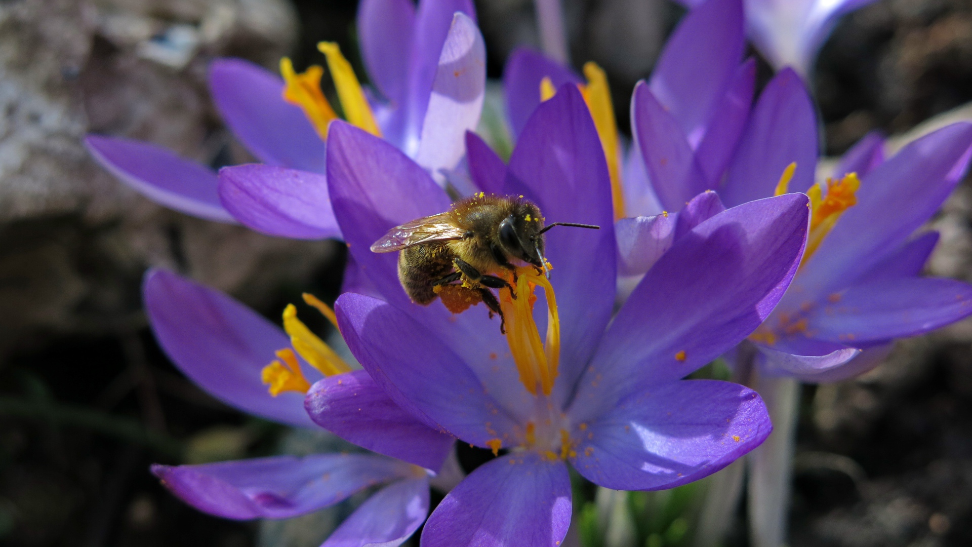 Красивые маленькие нежные сиреневые крокусы с пчелой 