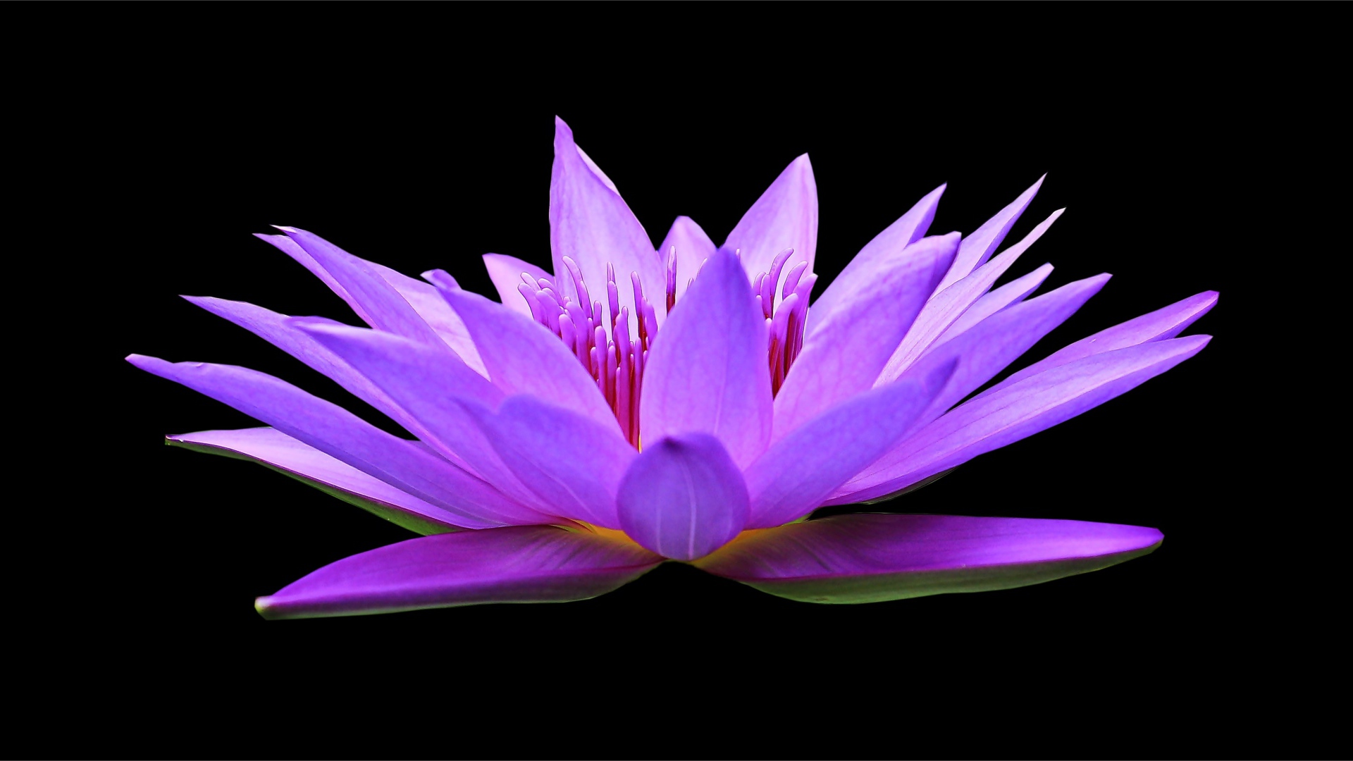 Красивый цветок лотоса на черном фоне крупным планом