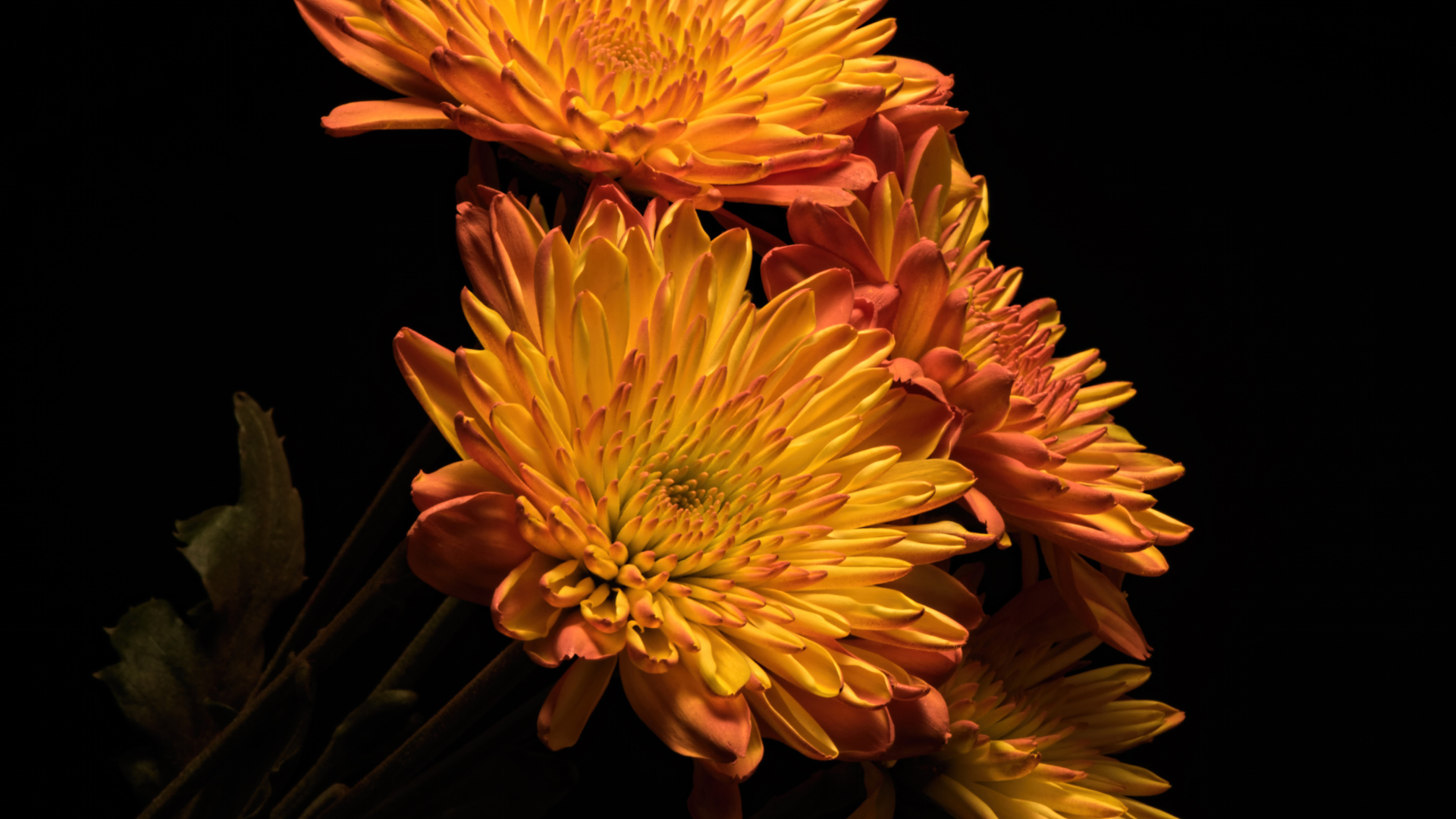 Красивые оранжевые хризантемы на черном фоне