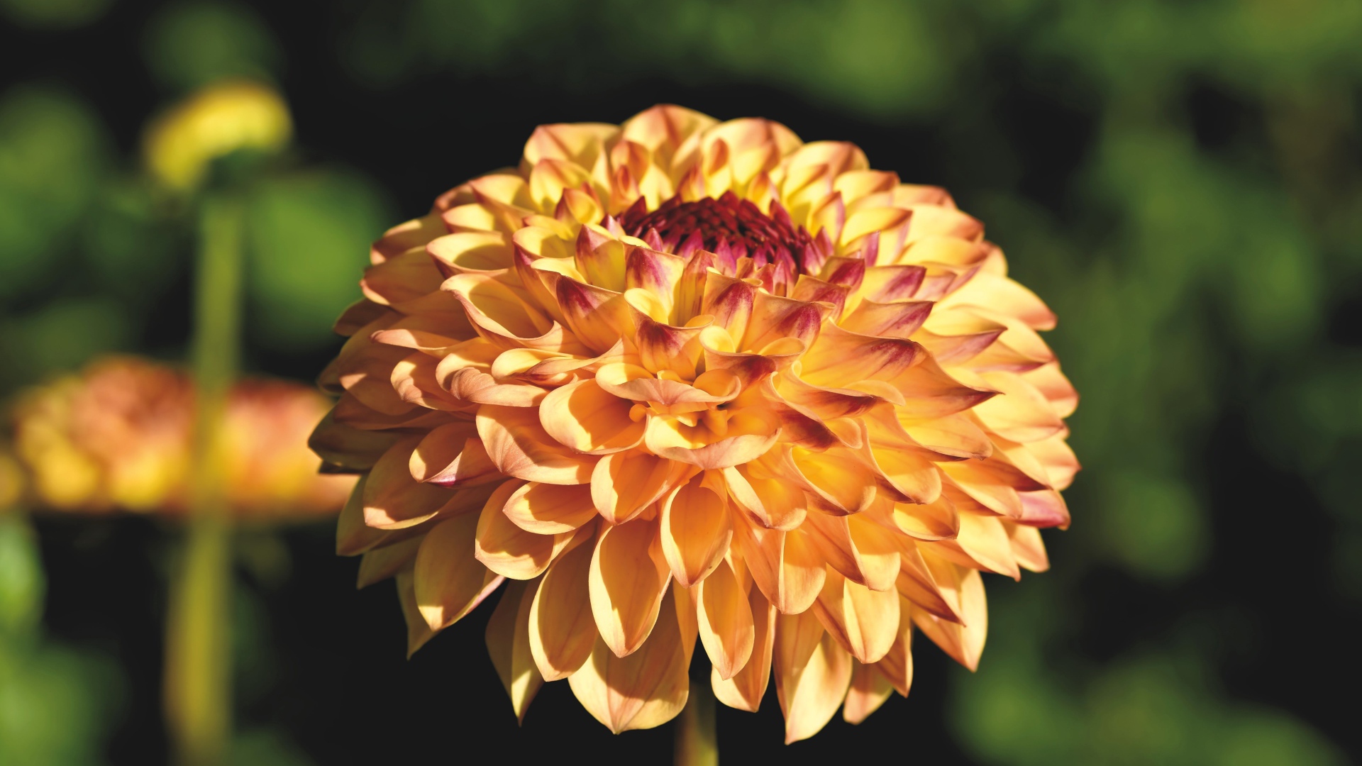 Красивая оранжевая георгина крупным планом на клумбе 