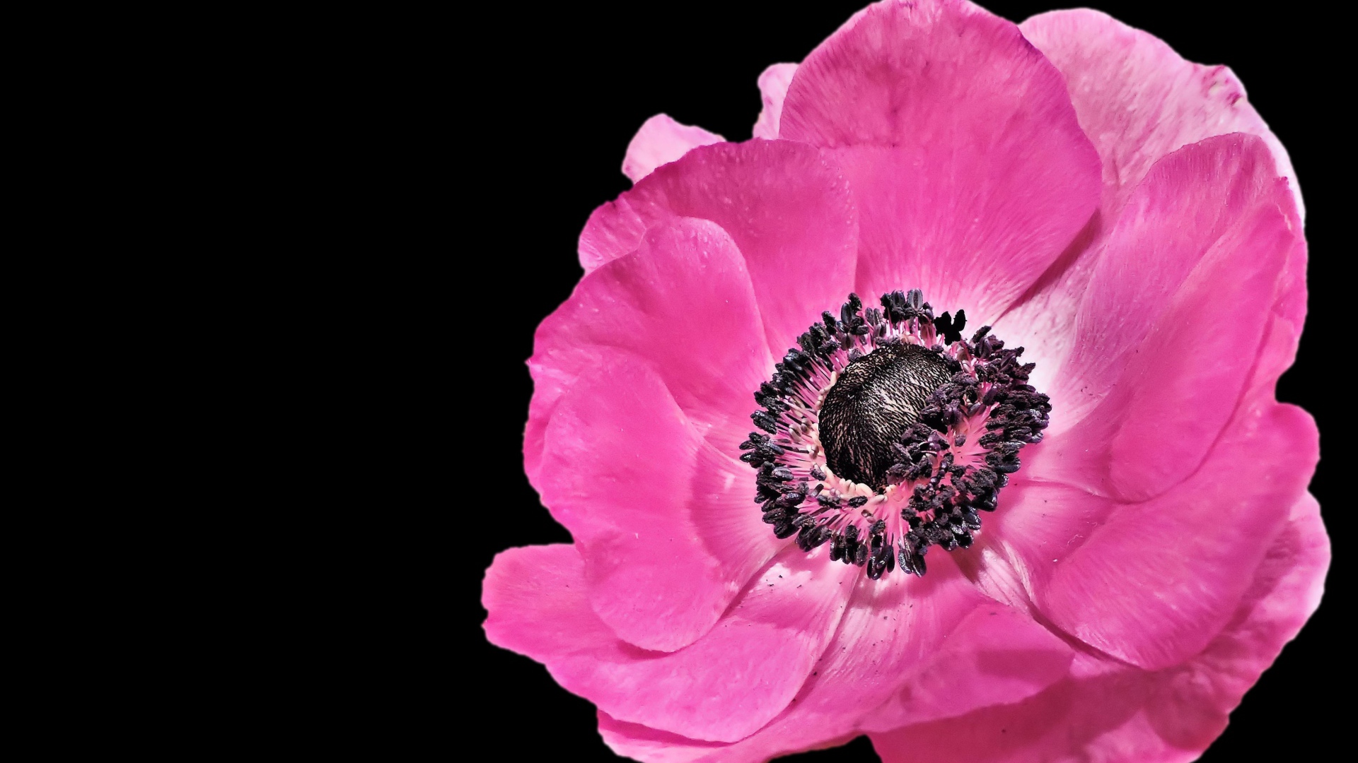 Красивый розовый цветок анемона на черном фоне 