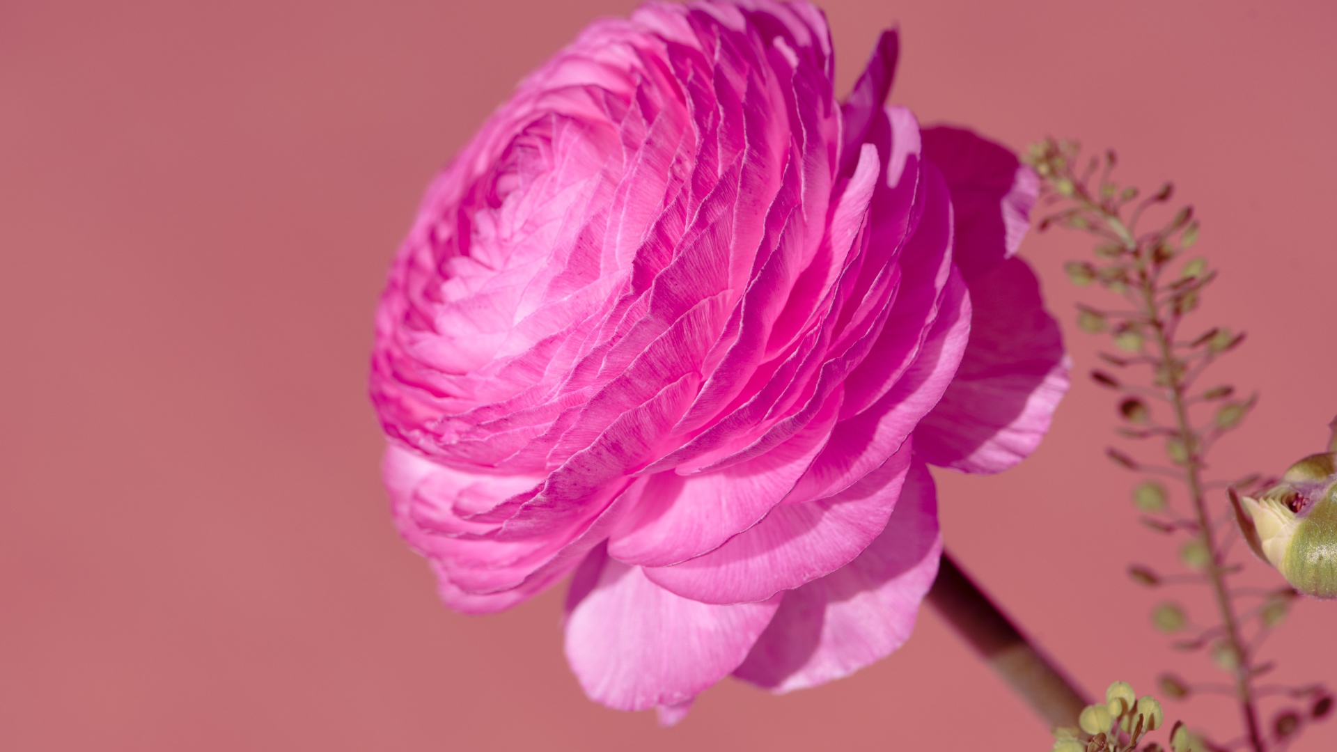 Красивый розовый цветок лютика крупным планом