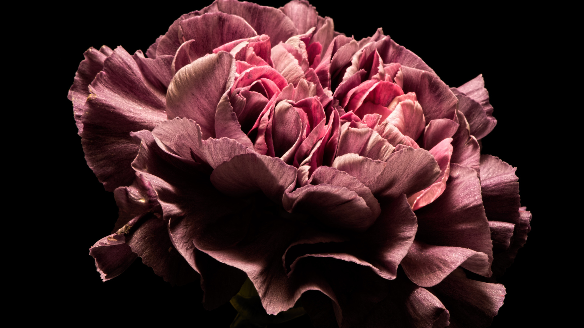 Красивый розовый цветок гвоздики на черном фоне