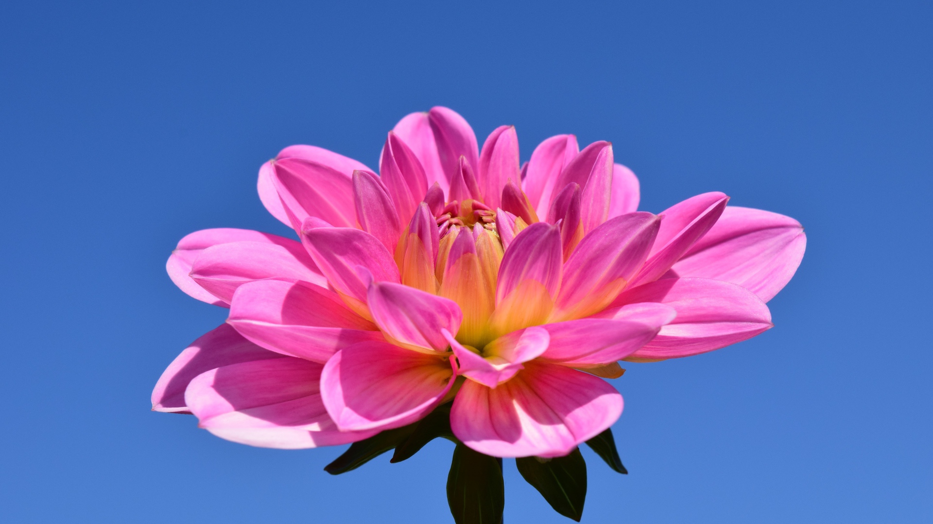 Красивый розовый цветок георгины на голубом фоне 