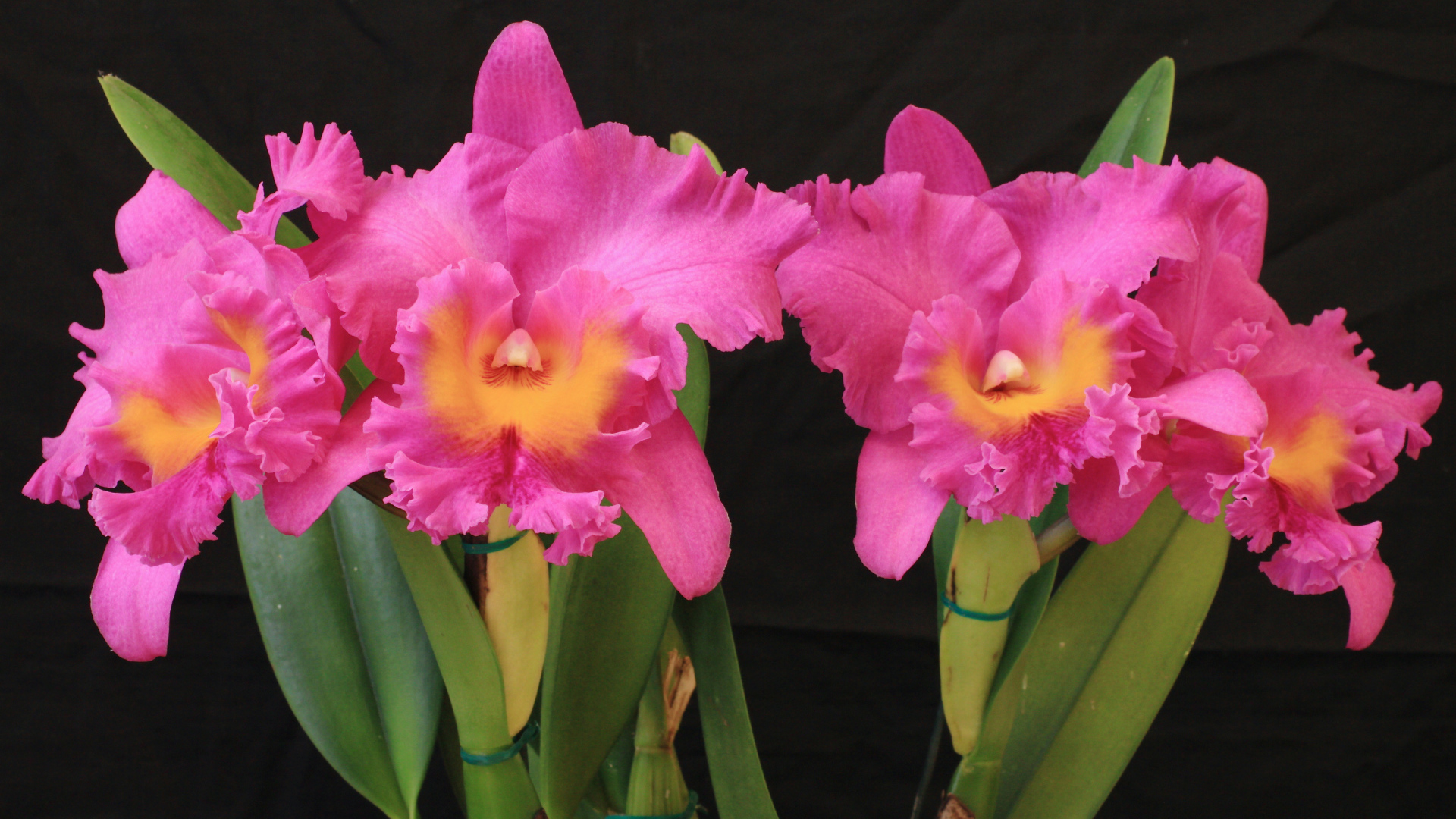 Красивые розовые орхидеи на черном фоне