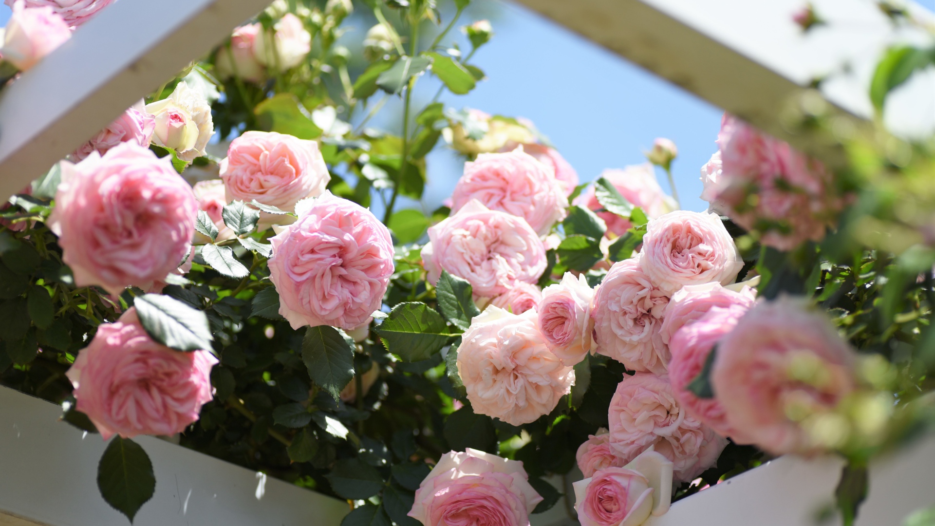 Красивые розовые парковые розы летом