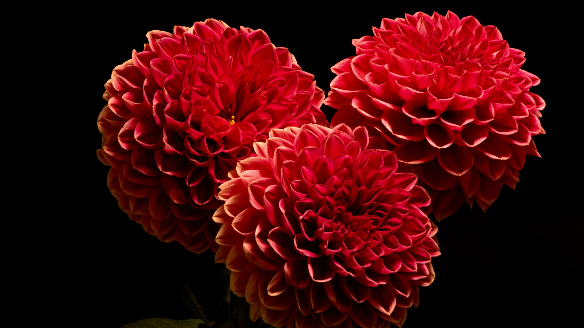 Красивые красные полные георгины на черном фоне