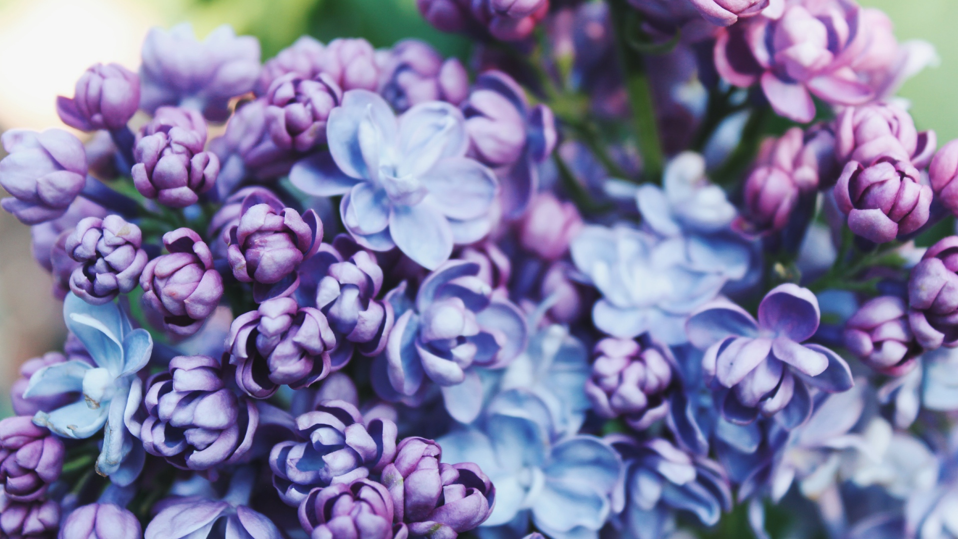 Красивые весенние цветы сирени крупным планом 