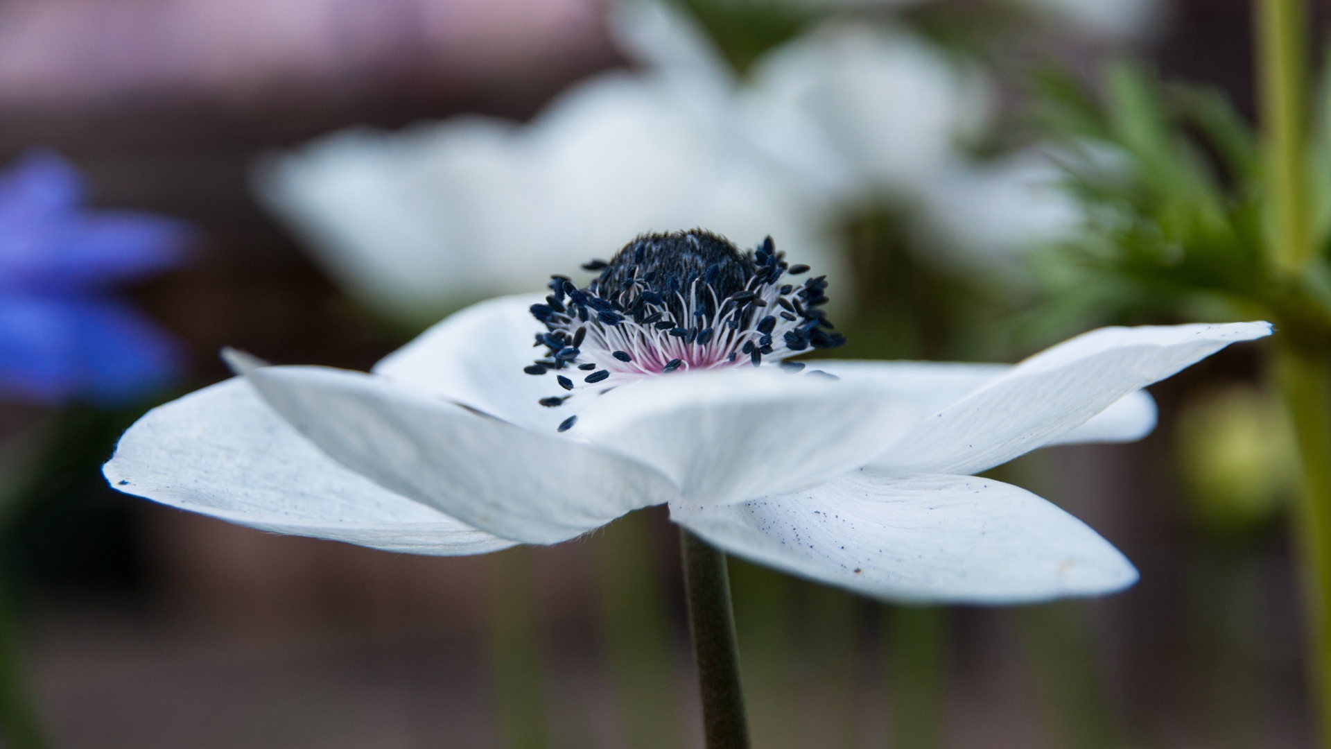 Красивый белый цветок анемоны крупным планом