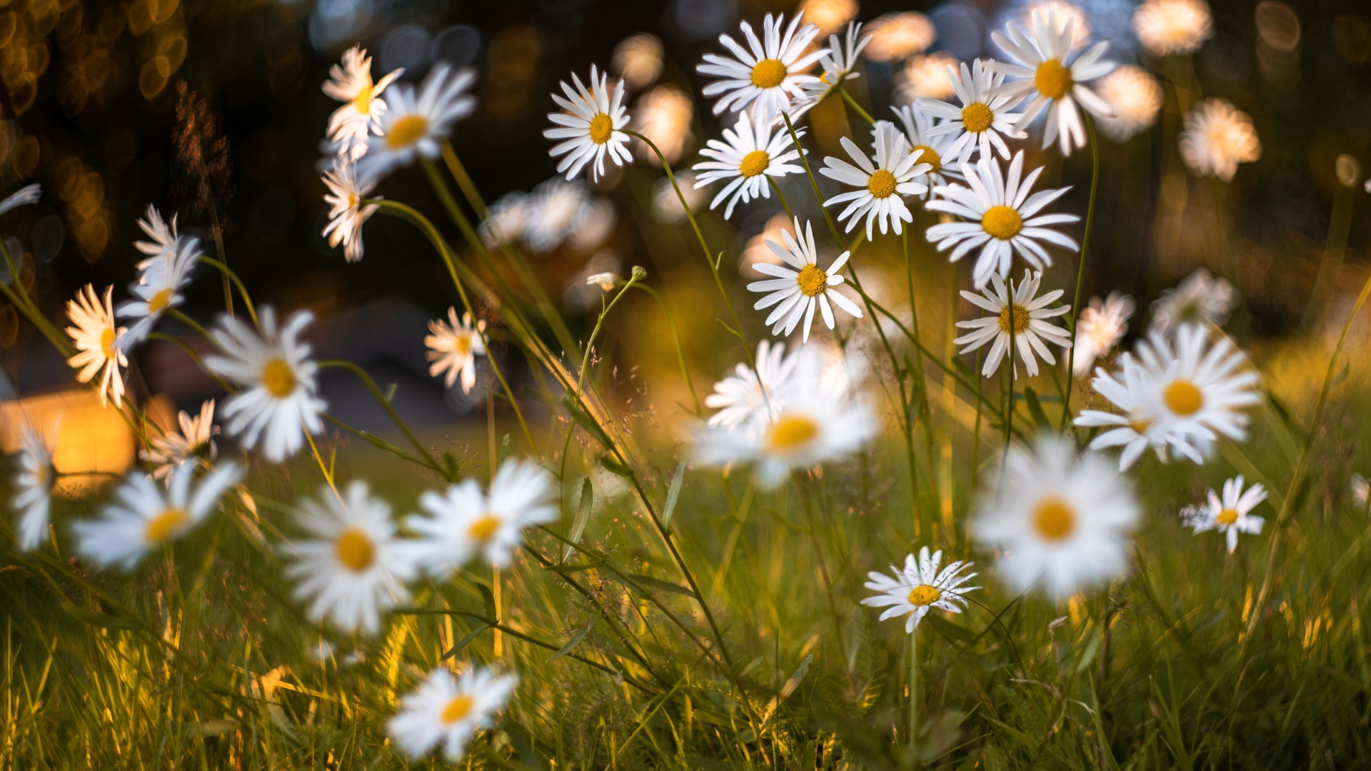 Красивые белые ромашки на поле с зеленой травой