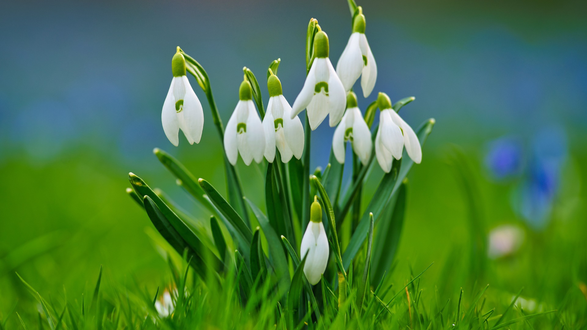 Красивые белые весенние подснежники в зеленой траве