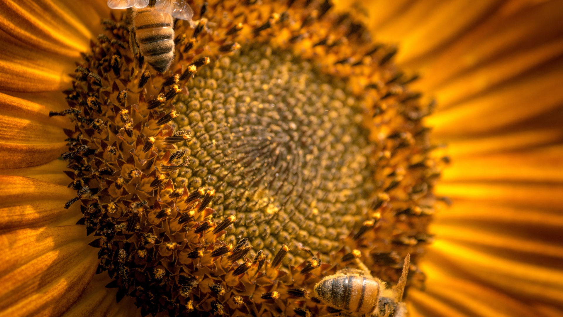 Пчелы собирают нектар с цветка подсолнуха 