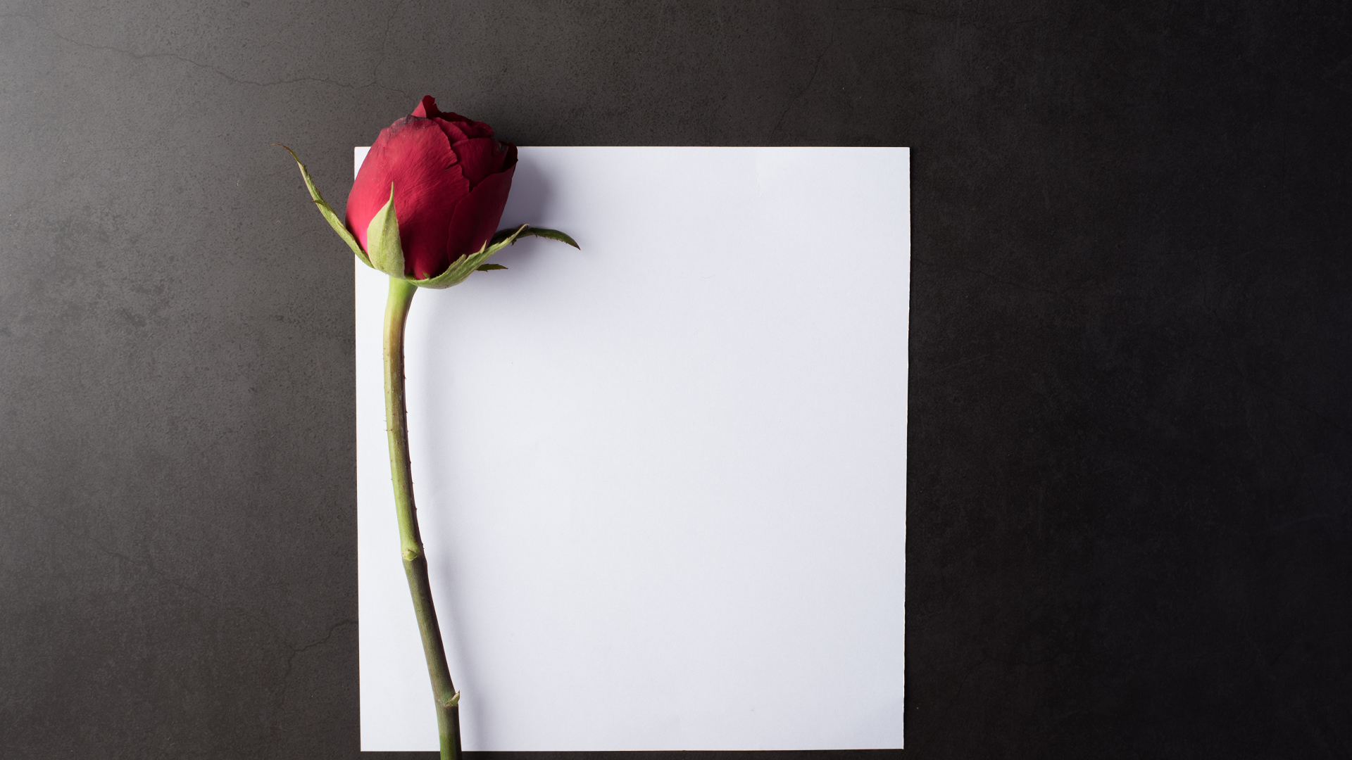 Чистый белый лист с красной розой на сером столе