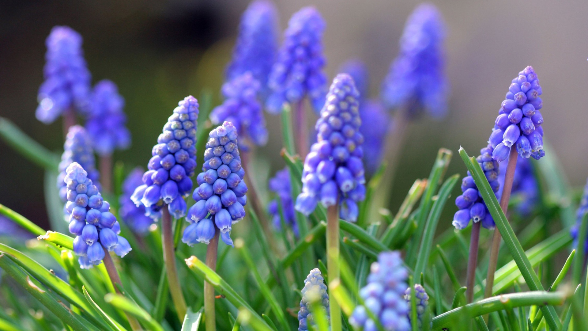 Синие цветы мускари в лучах солнца 