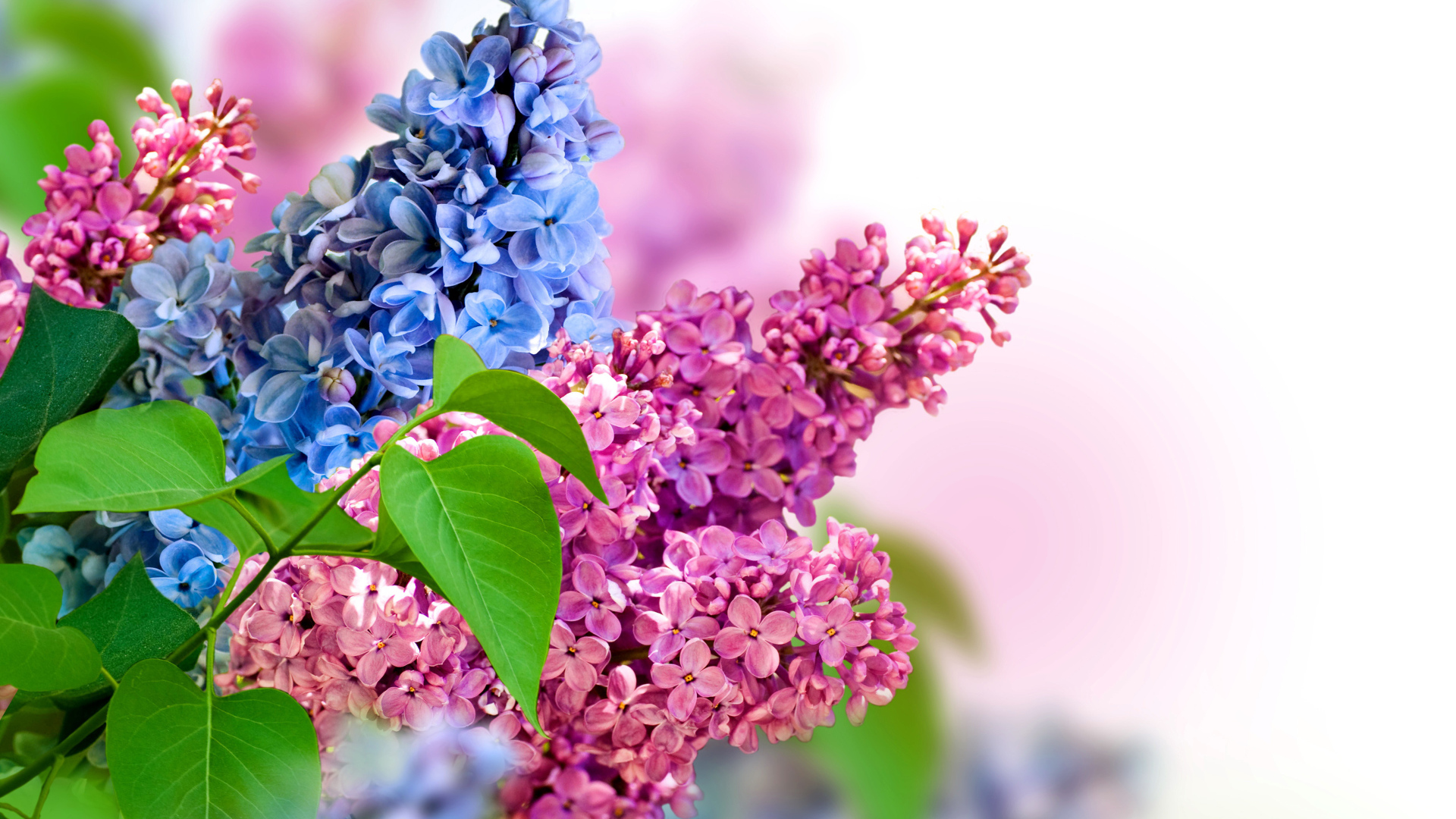 Blue and pink lilac flowers on a white background