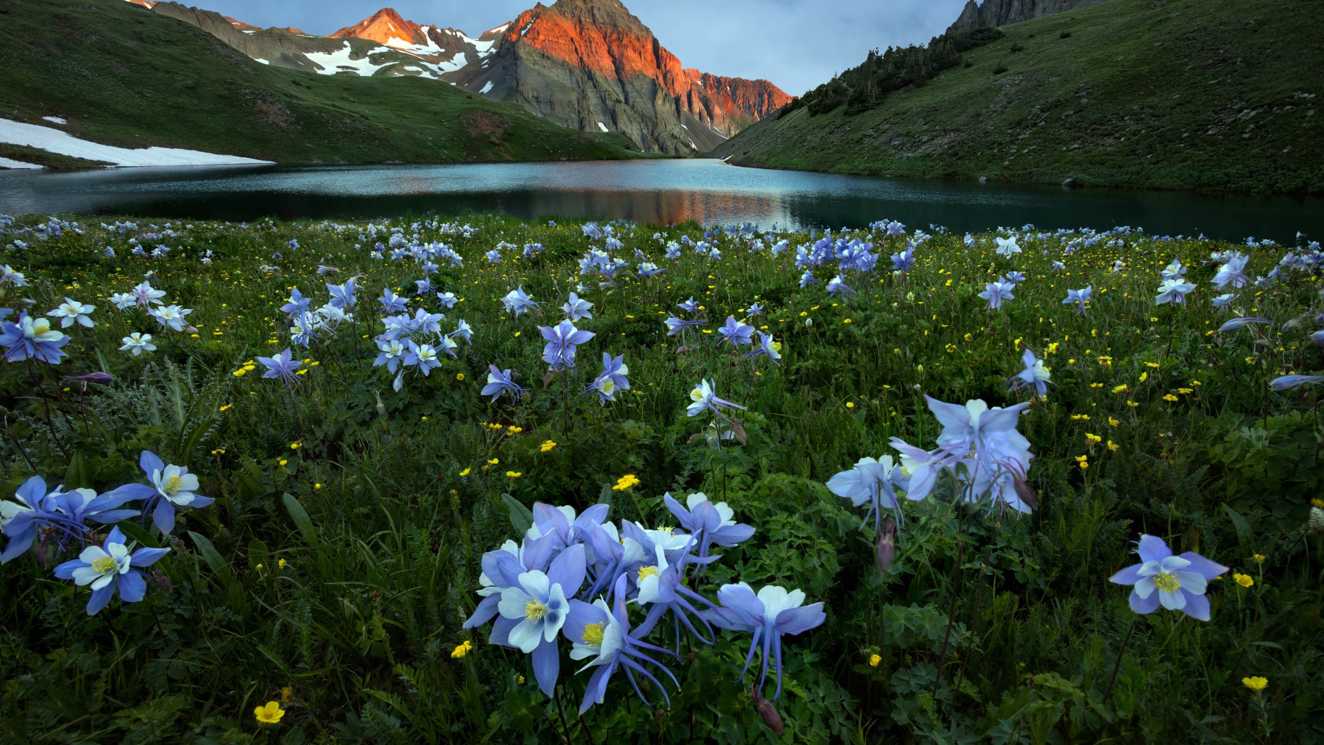 Голубые цветы водосбора в горах у реки